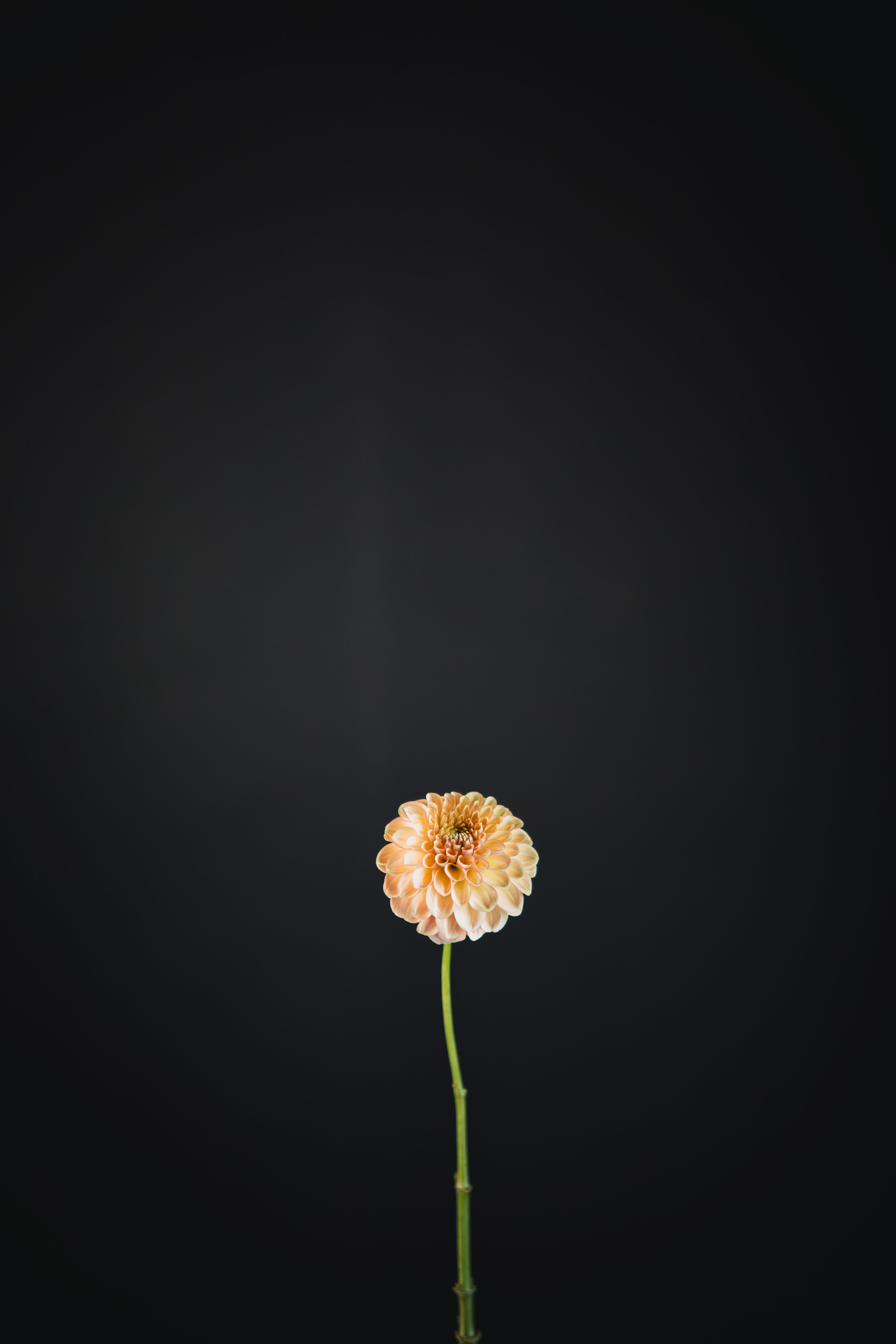 Glenmarc Sophie | Dahlia Tuber