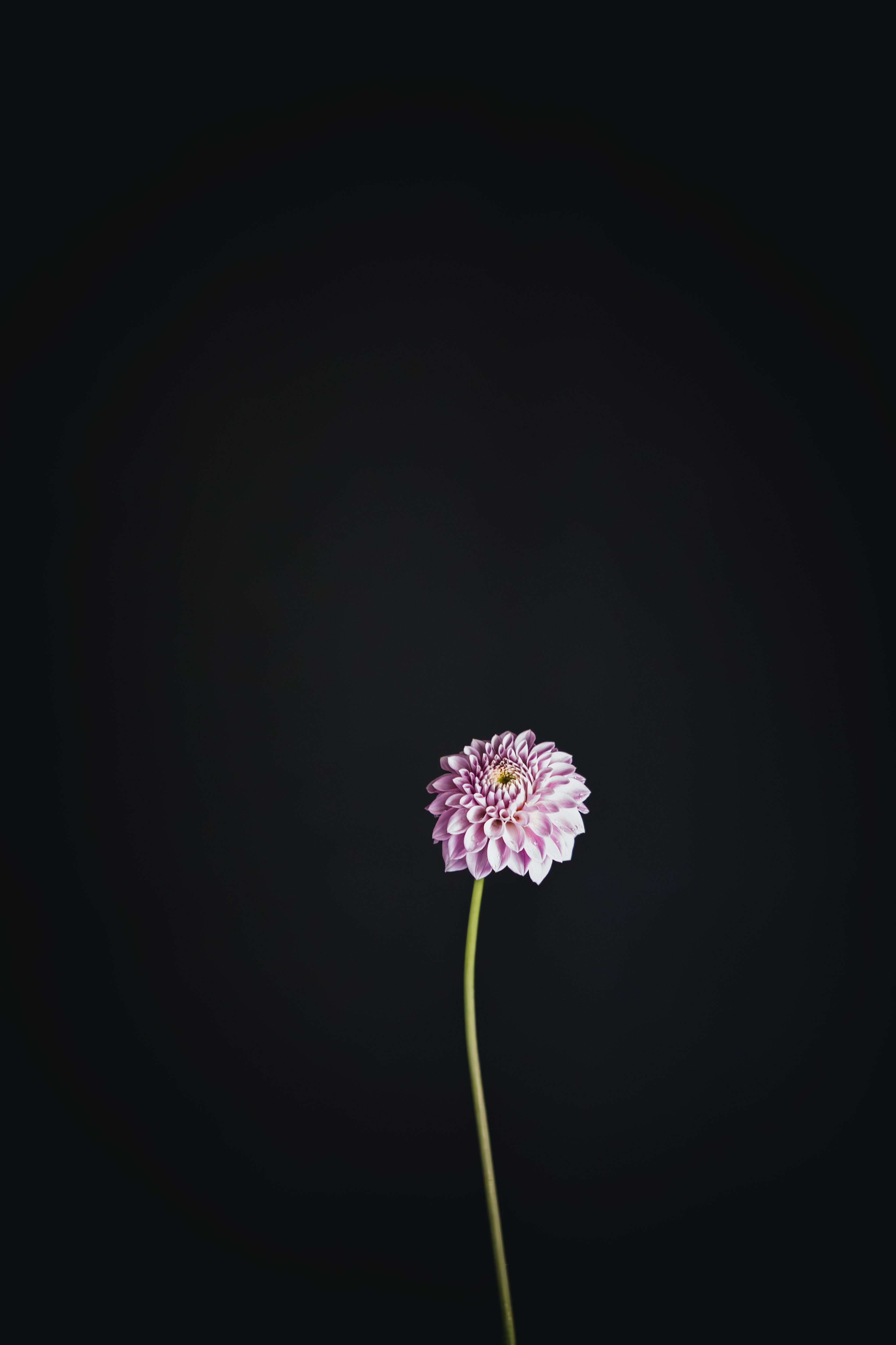 Glenmarc Thiona | Dahlia Tuber