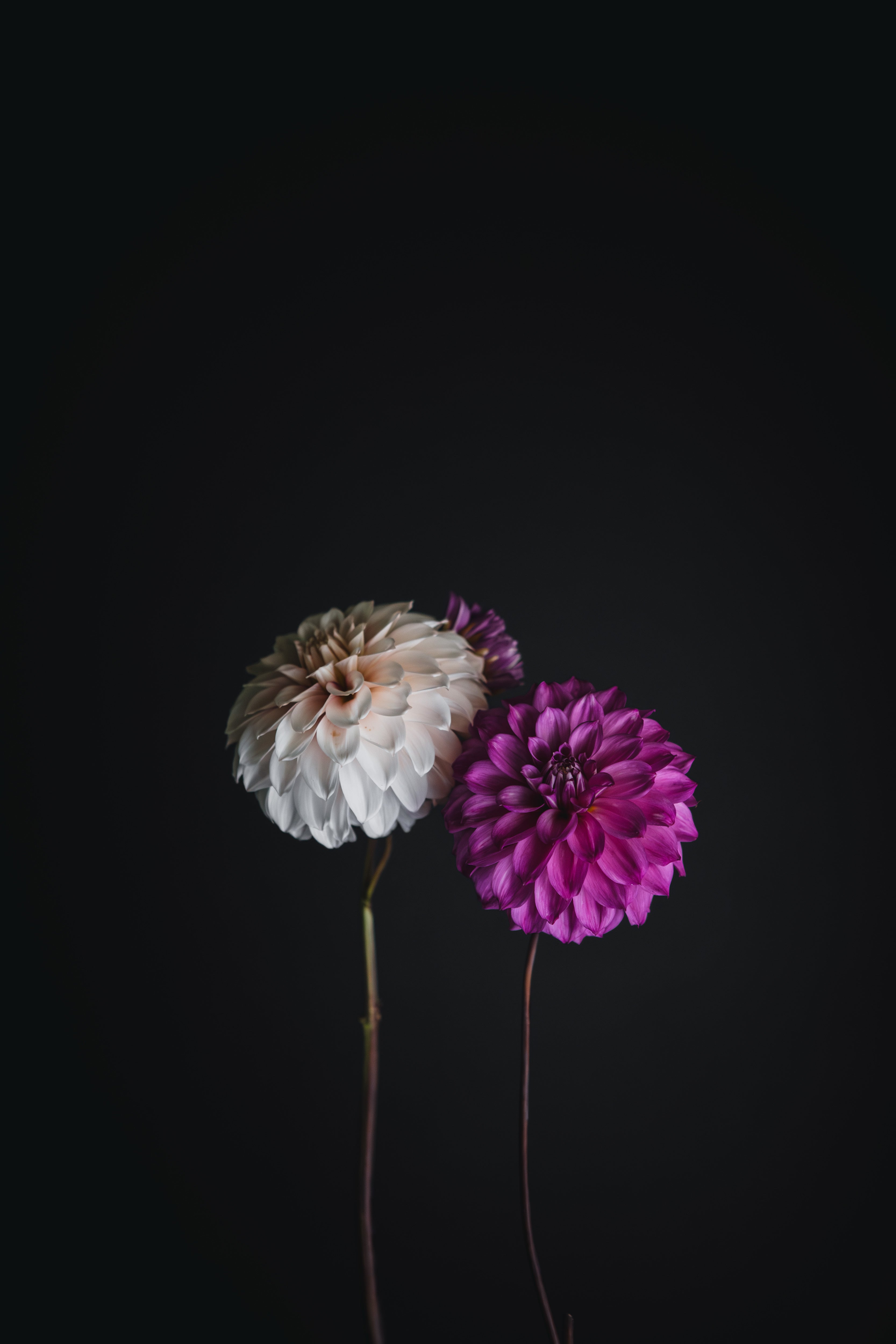 Glenmarc Topnot | Dahlia Tuber