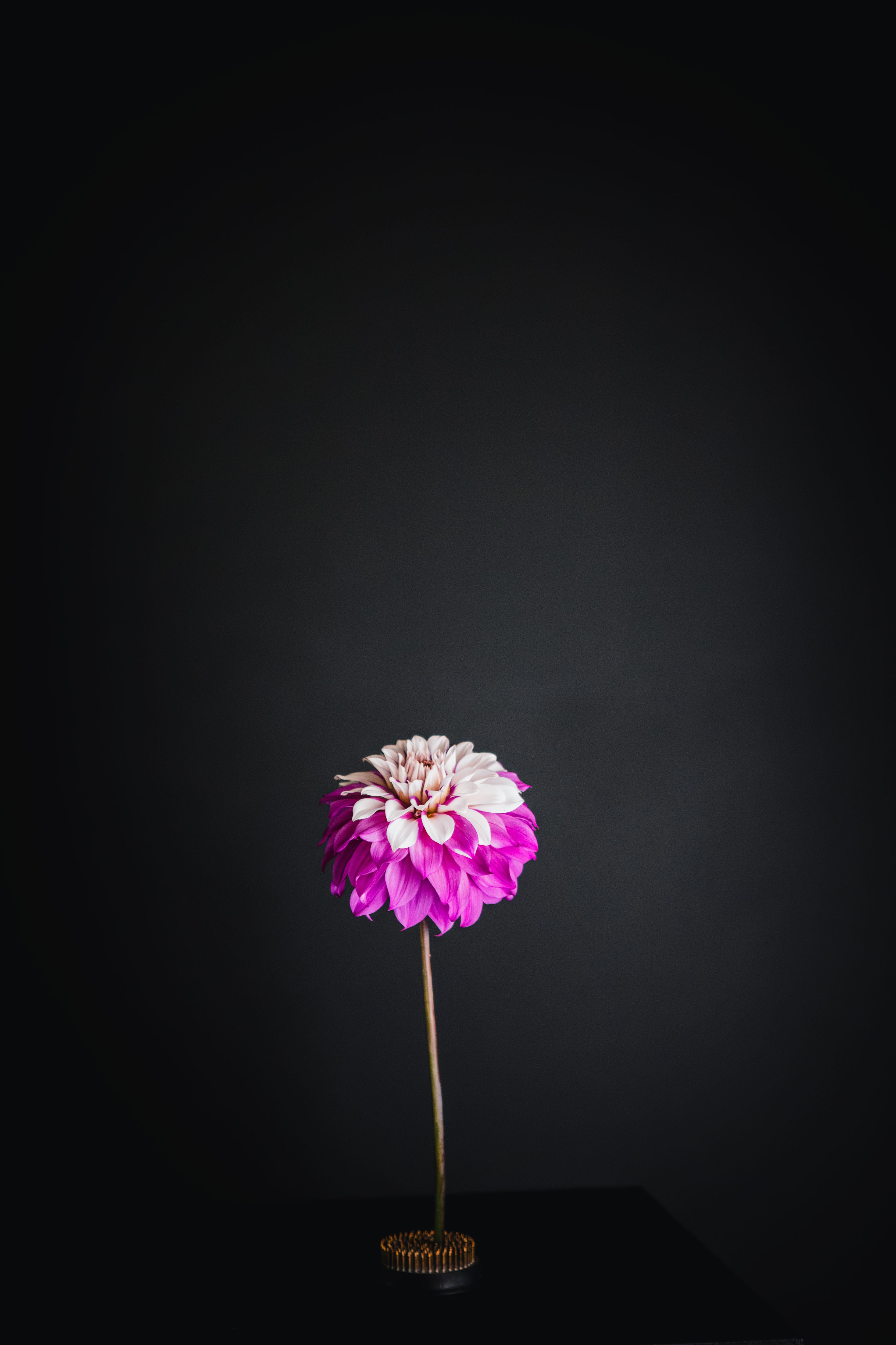 Glenmarc Topnot | Dahlia Tuber