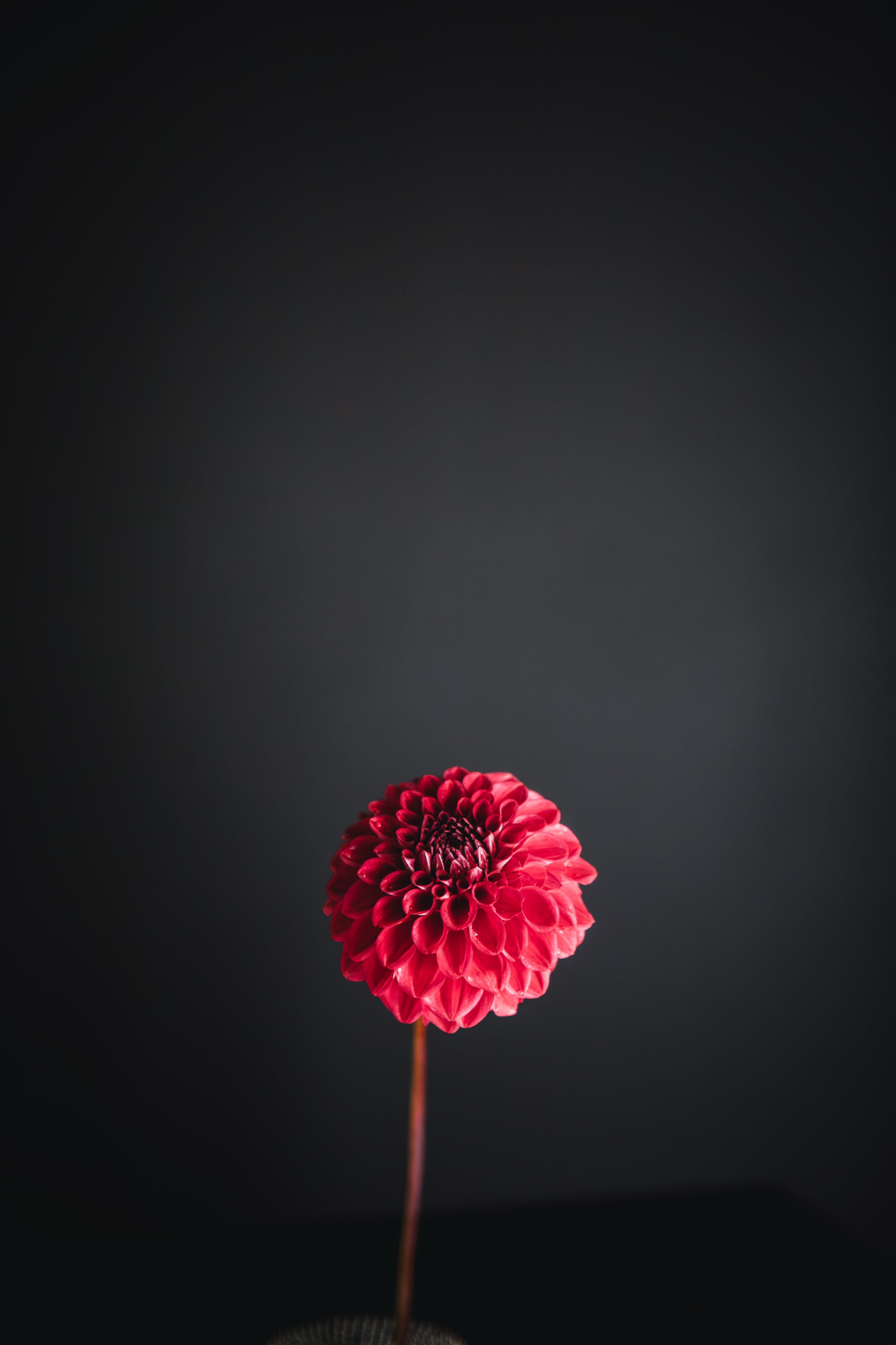 Gosia Copper Queen | Dahlia Tuber