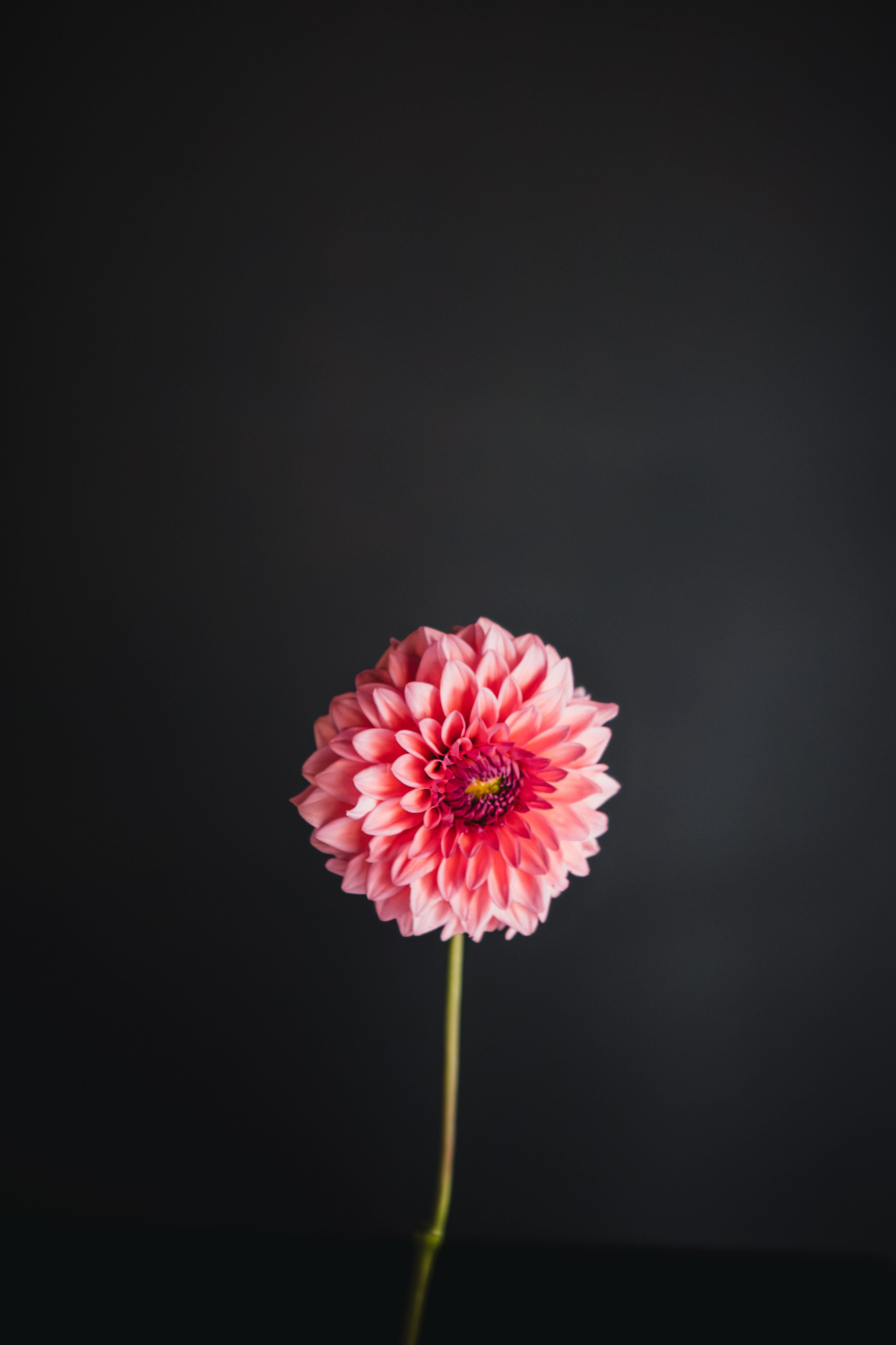 Gosia Fruit Tango | Dahlia Tuber