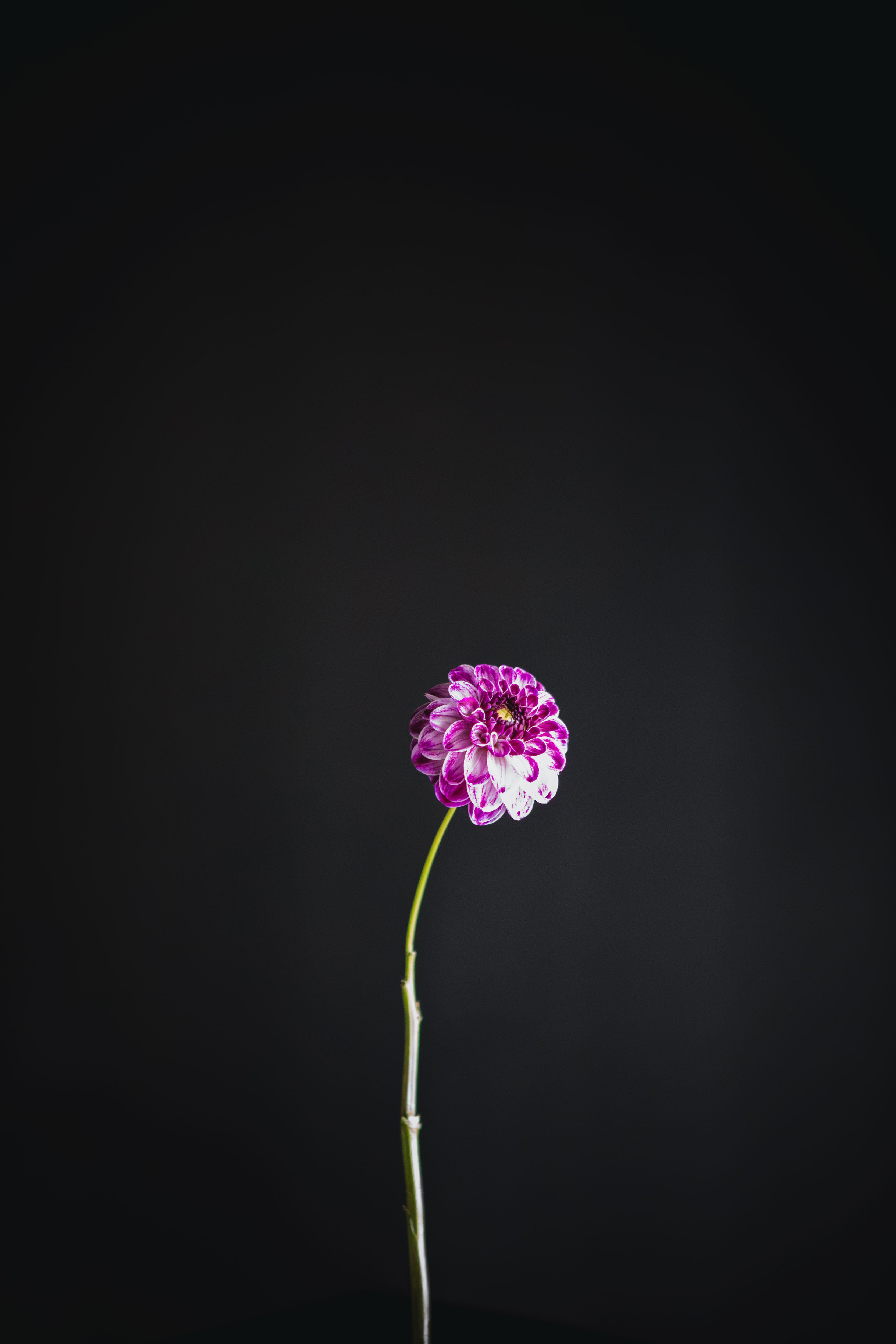 Gosia Mystique | Dahlia Tuber