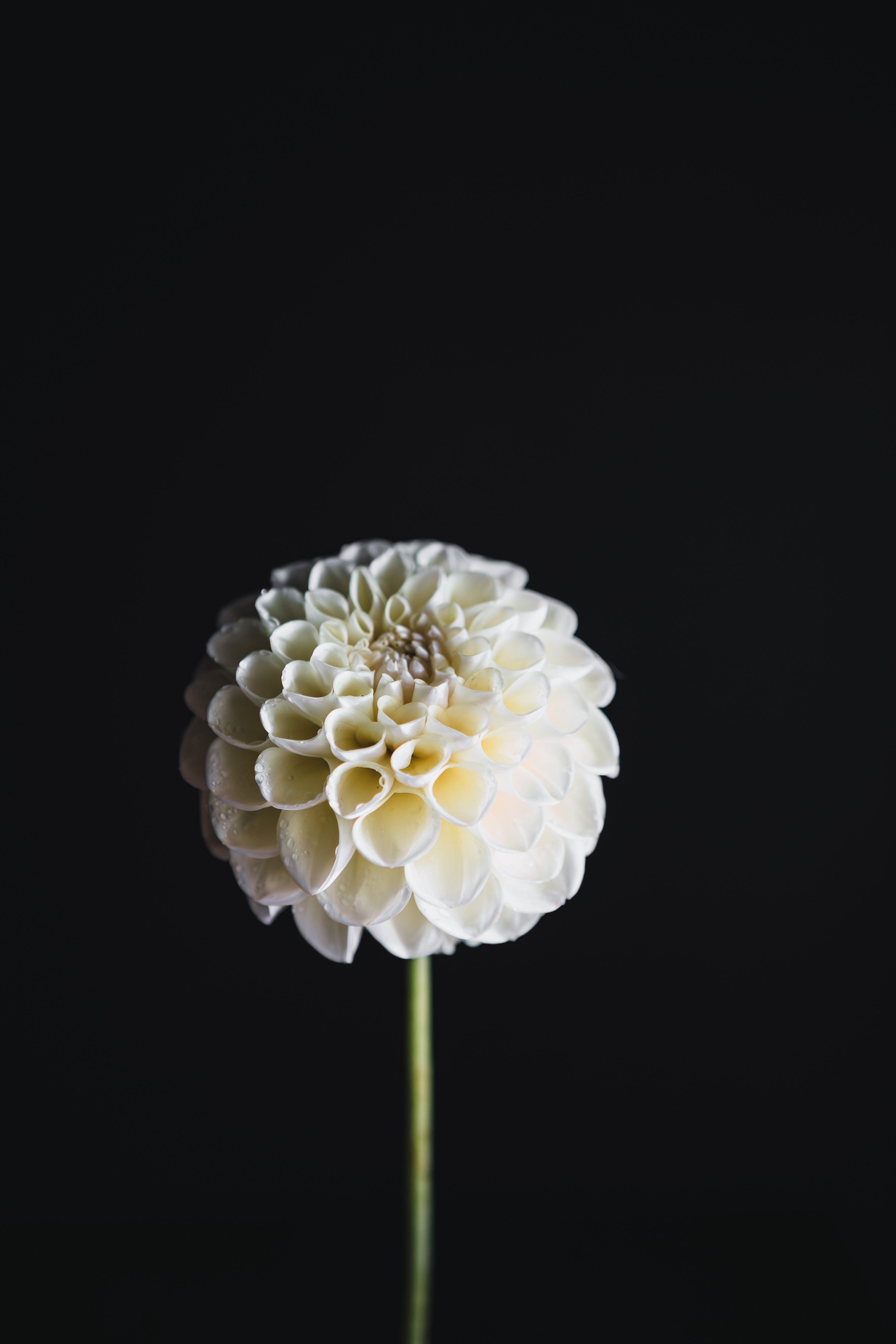 Gosia Pastello | Dahlia Tuber