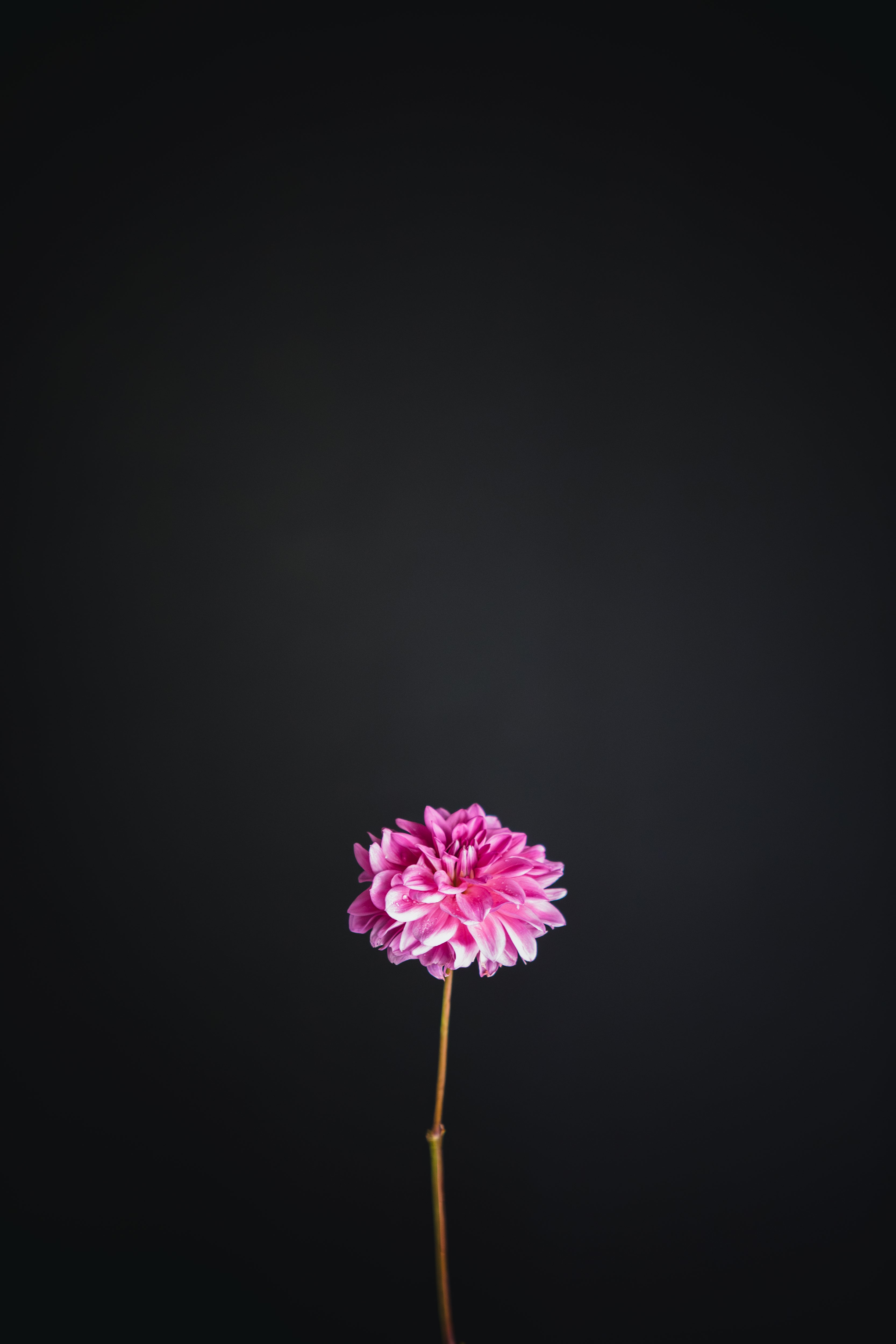 Grace | Dahlia Tuber
