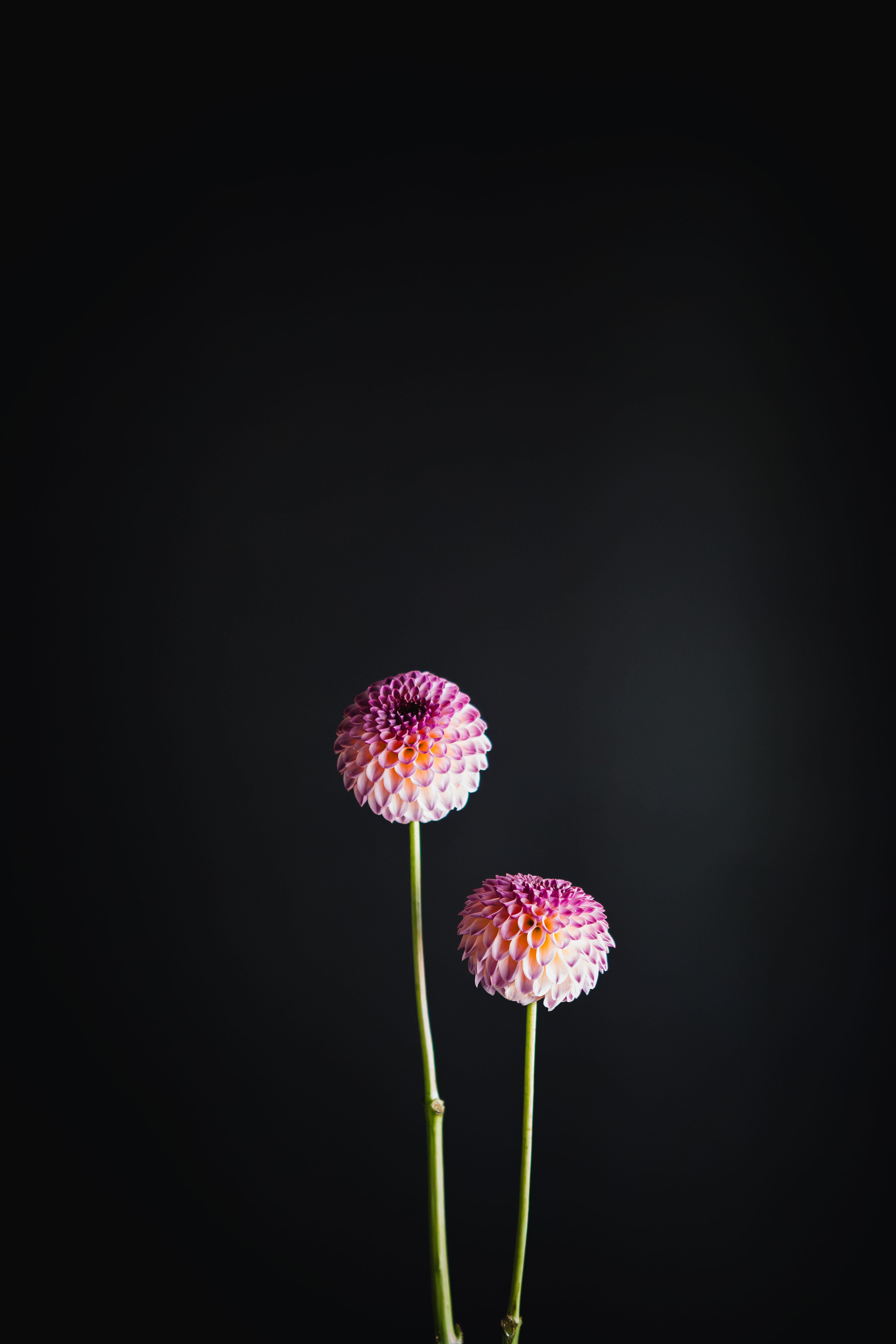 Hapet Pearl | Dahlia Tuber