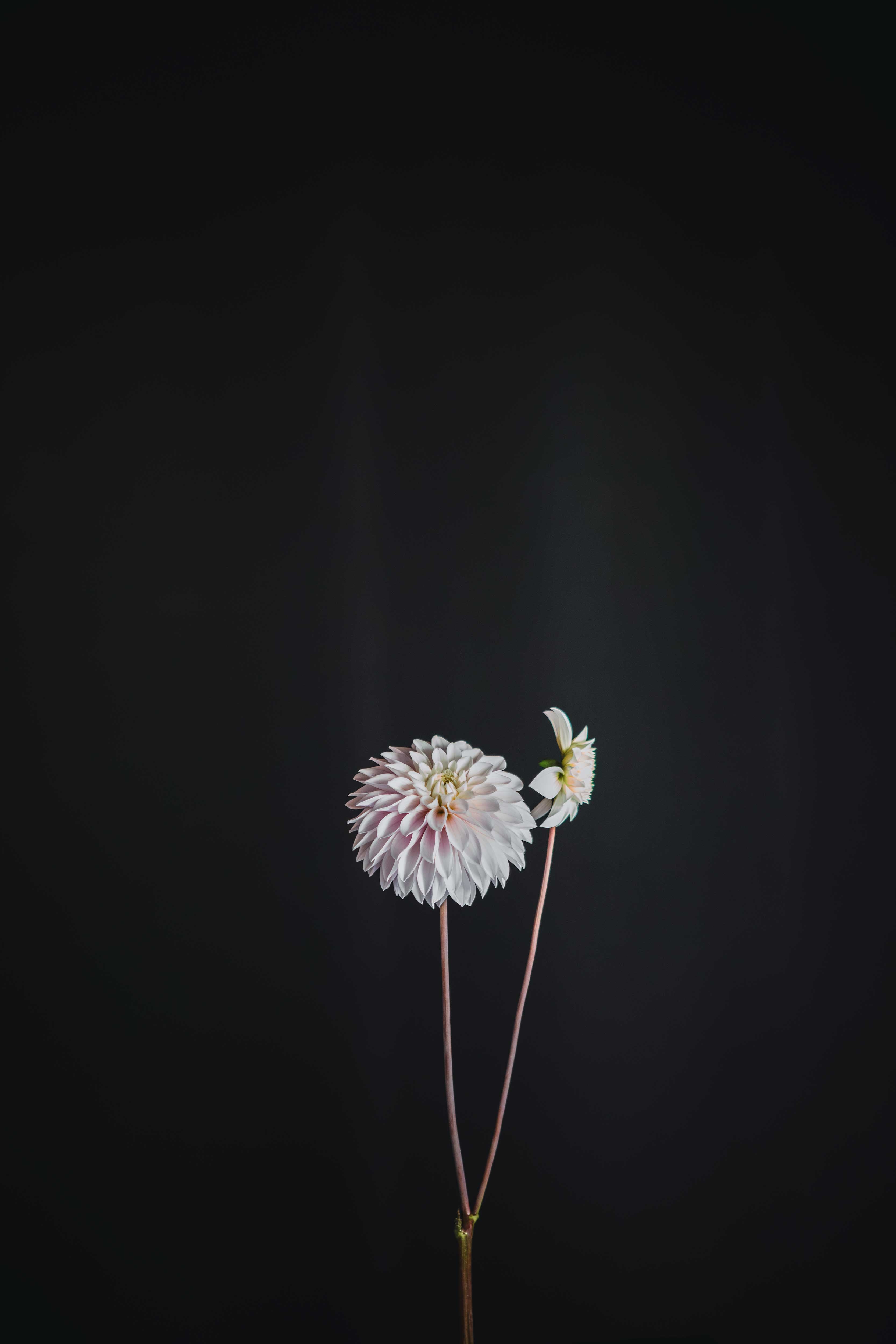 Heart Strings | Dahlia Tuber