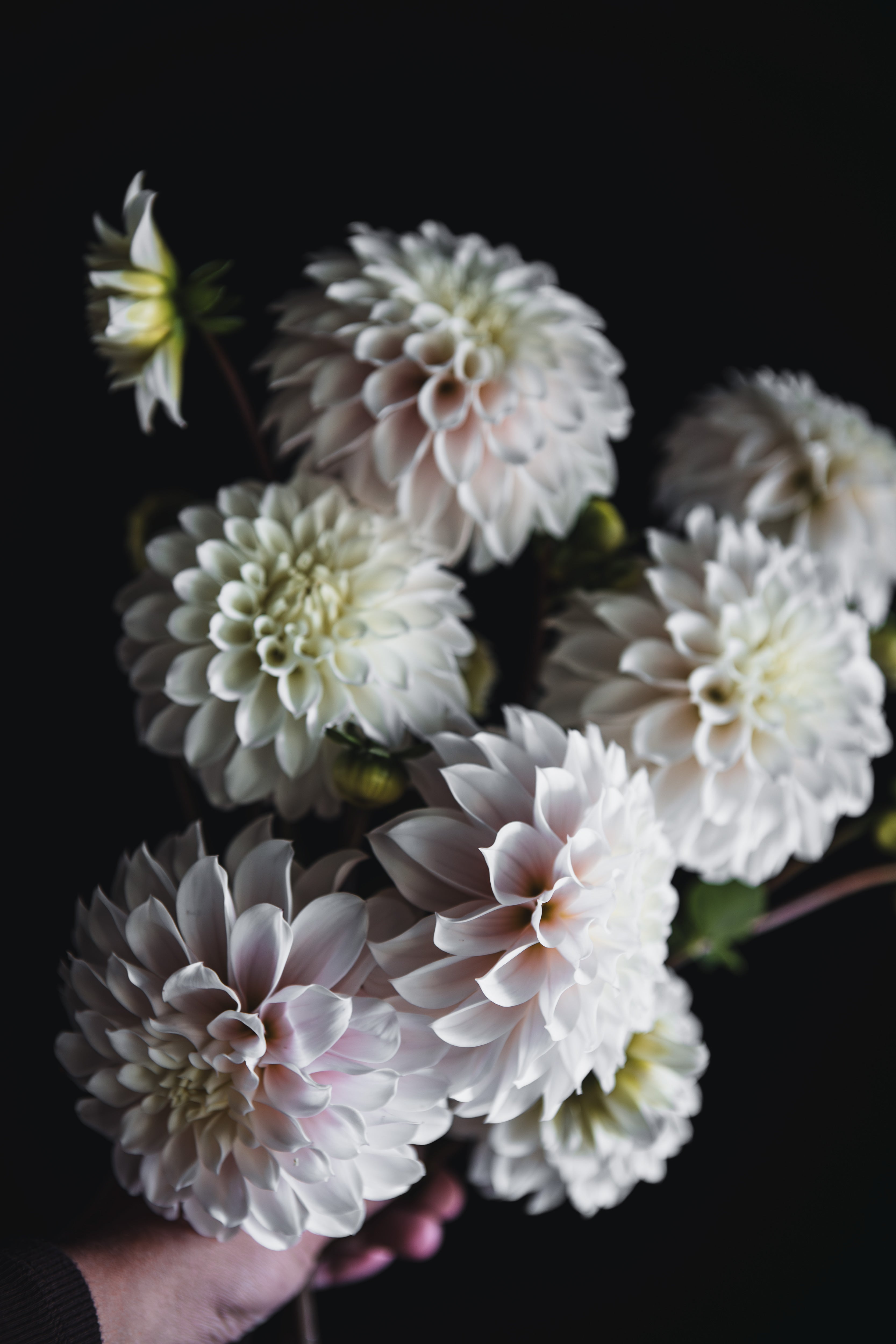 Heart Strings | Dahlia Tuber
