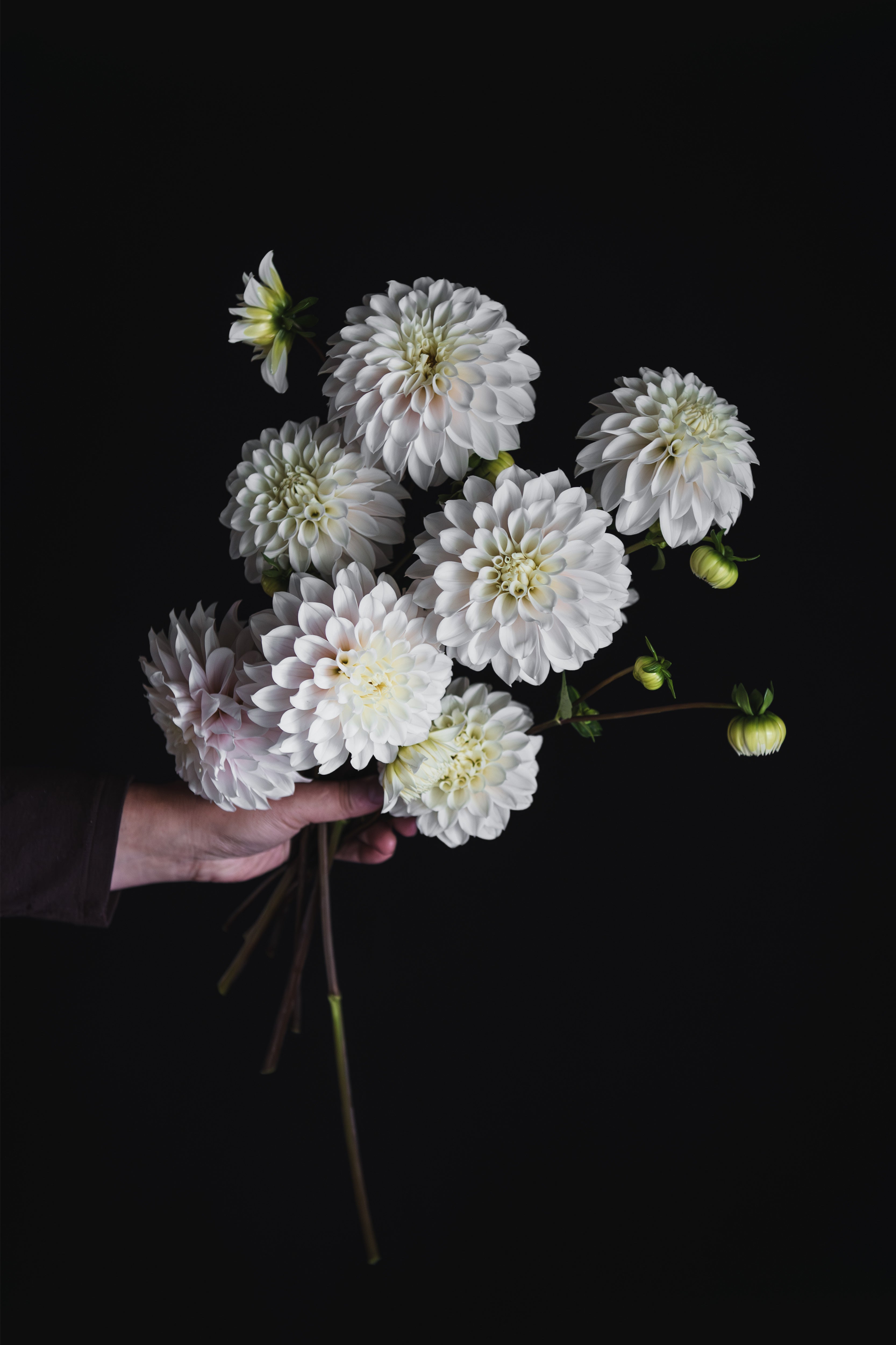 Heart Strings | Dahlia Tuber