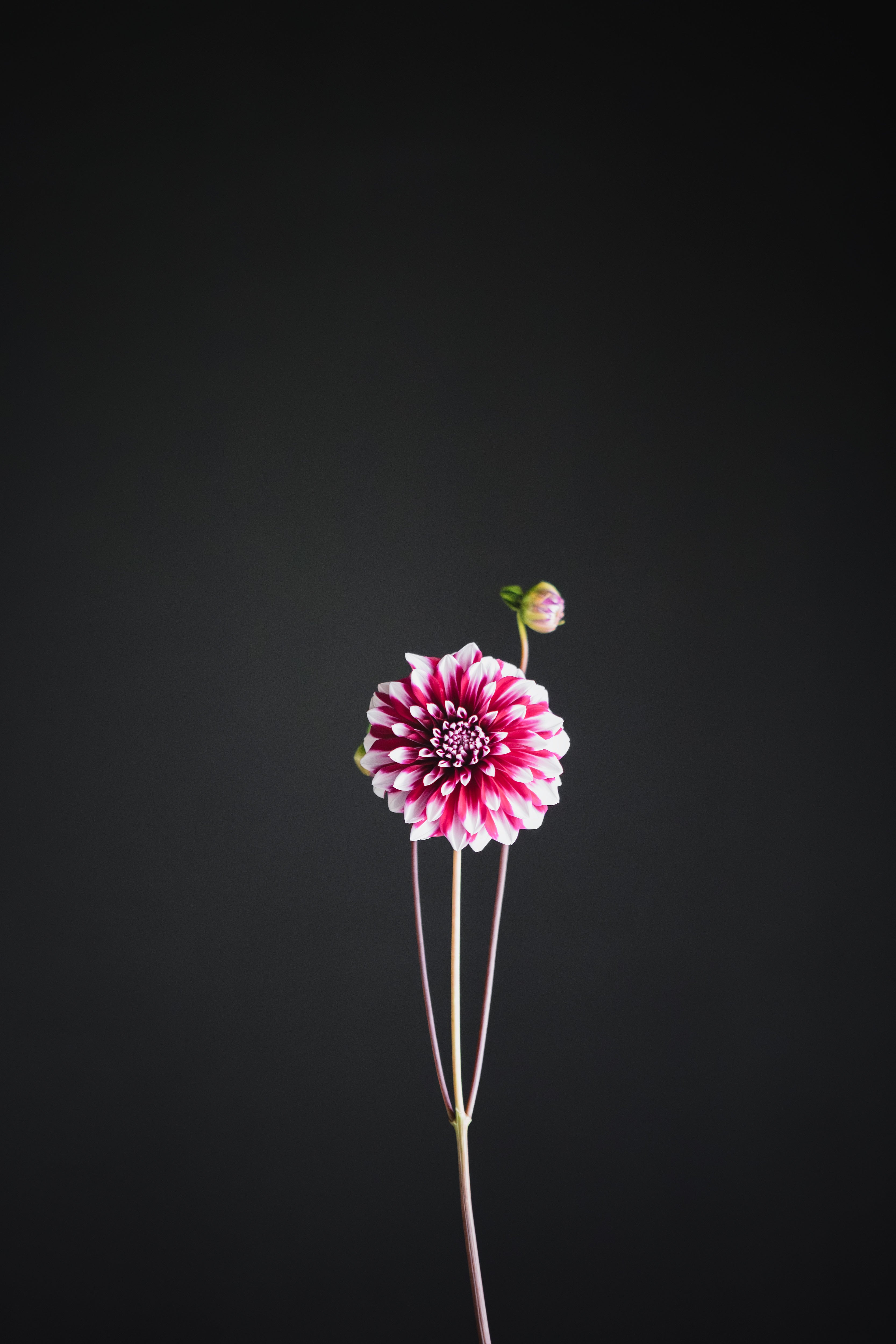 Helena | Dahlia Tuber
