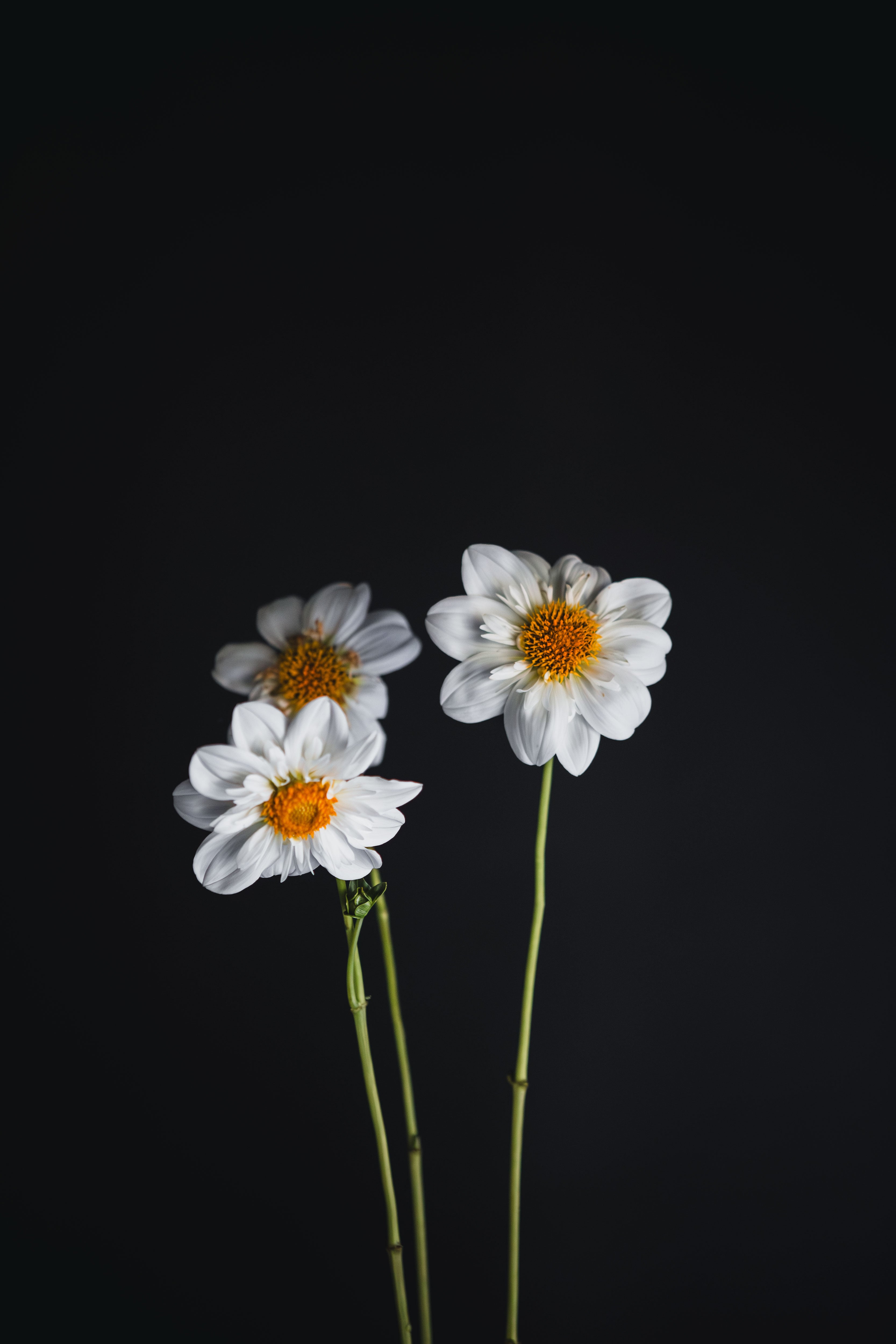 Hillara Ice | Dahlia Tuber