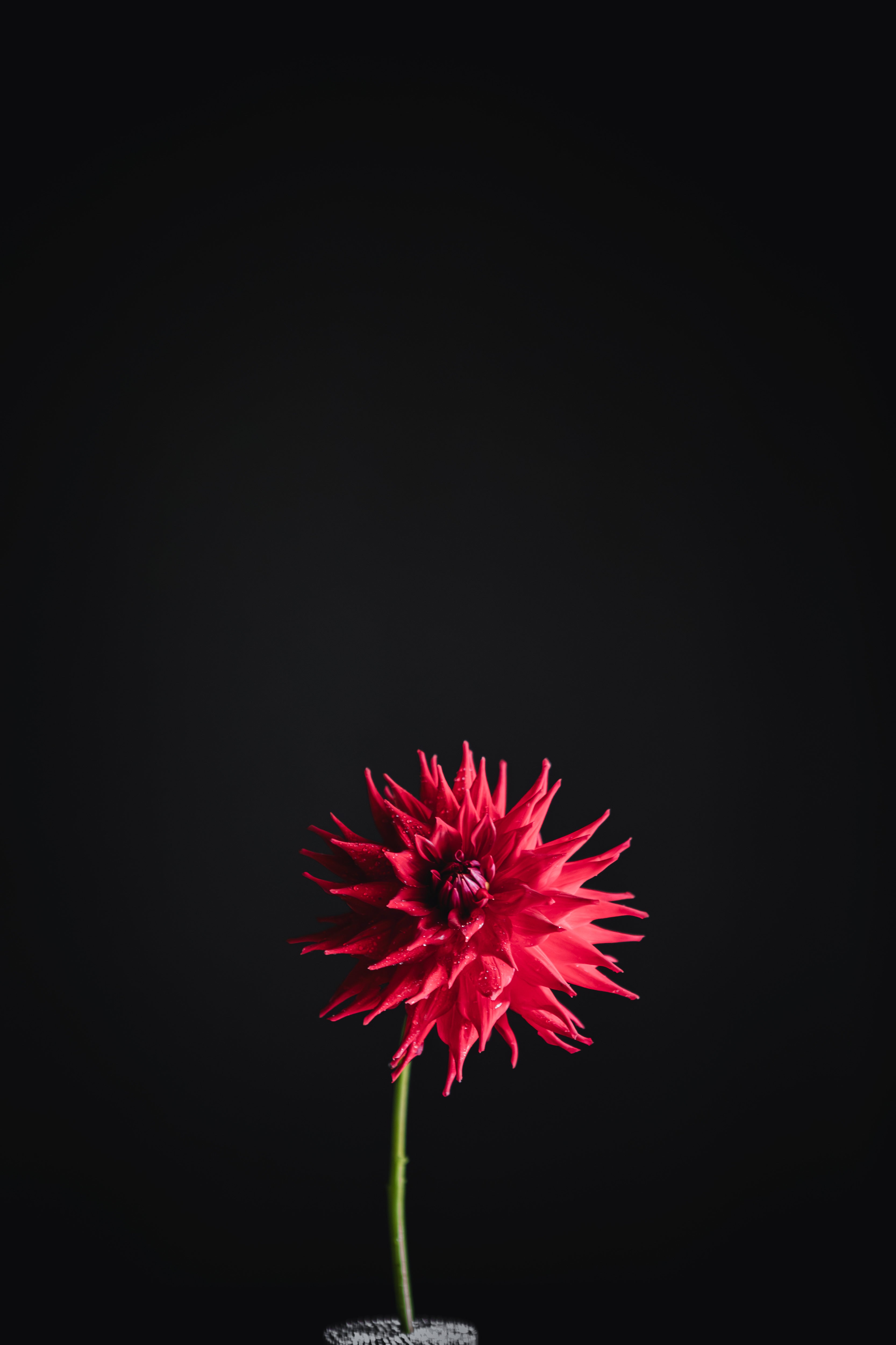 Hillcrest Duncan Edwards | Dahlia Tuber