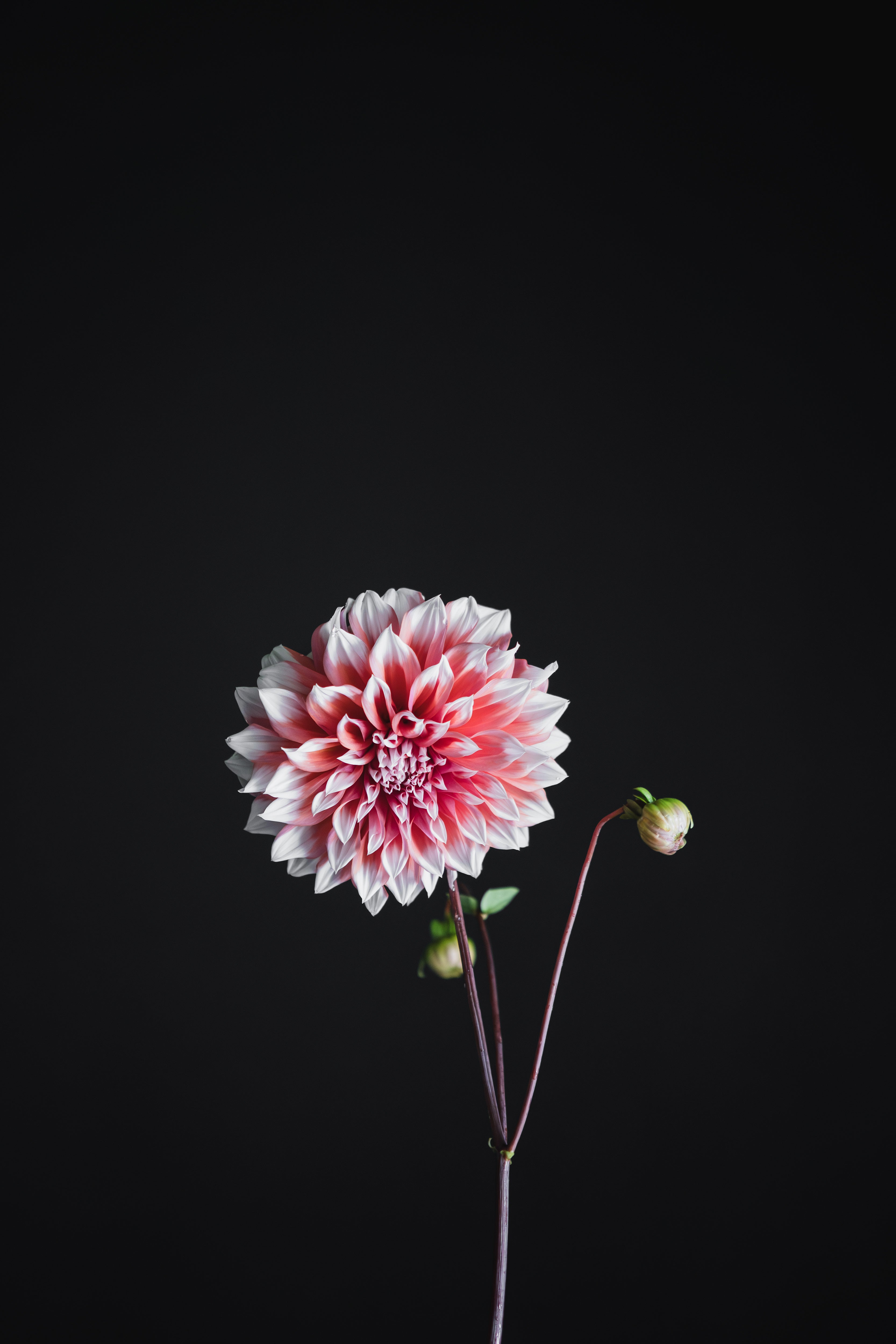 Holland Festival | Dahlia Tuber