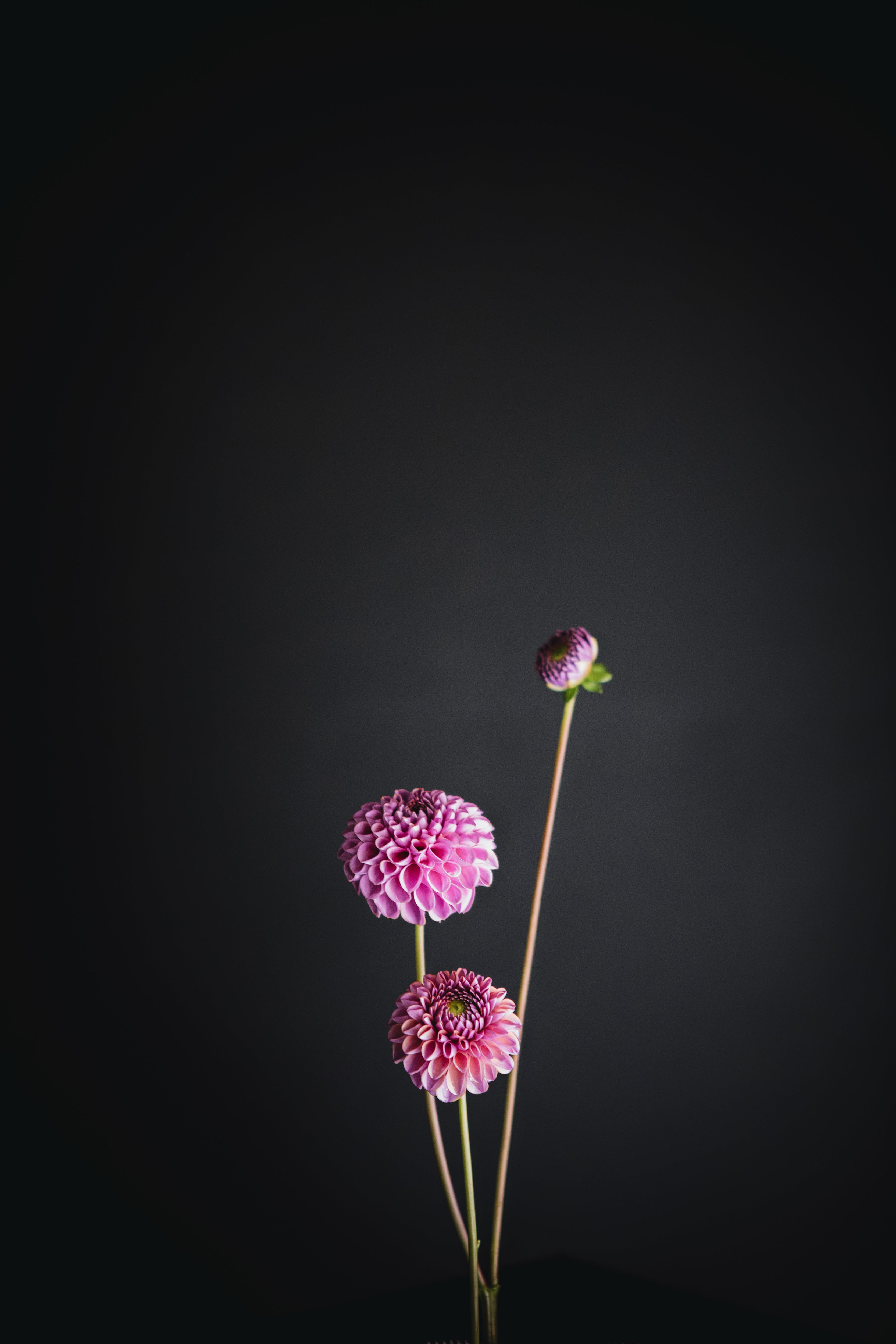 Isabel | Dahlia Tuber