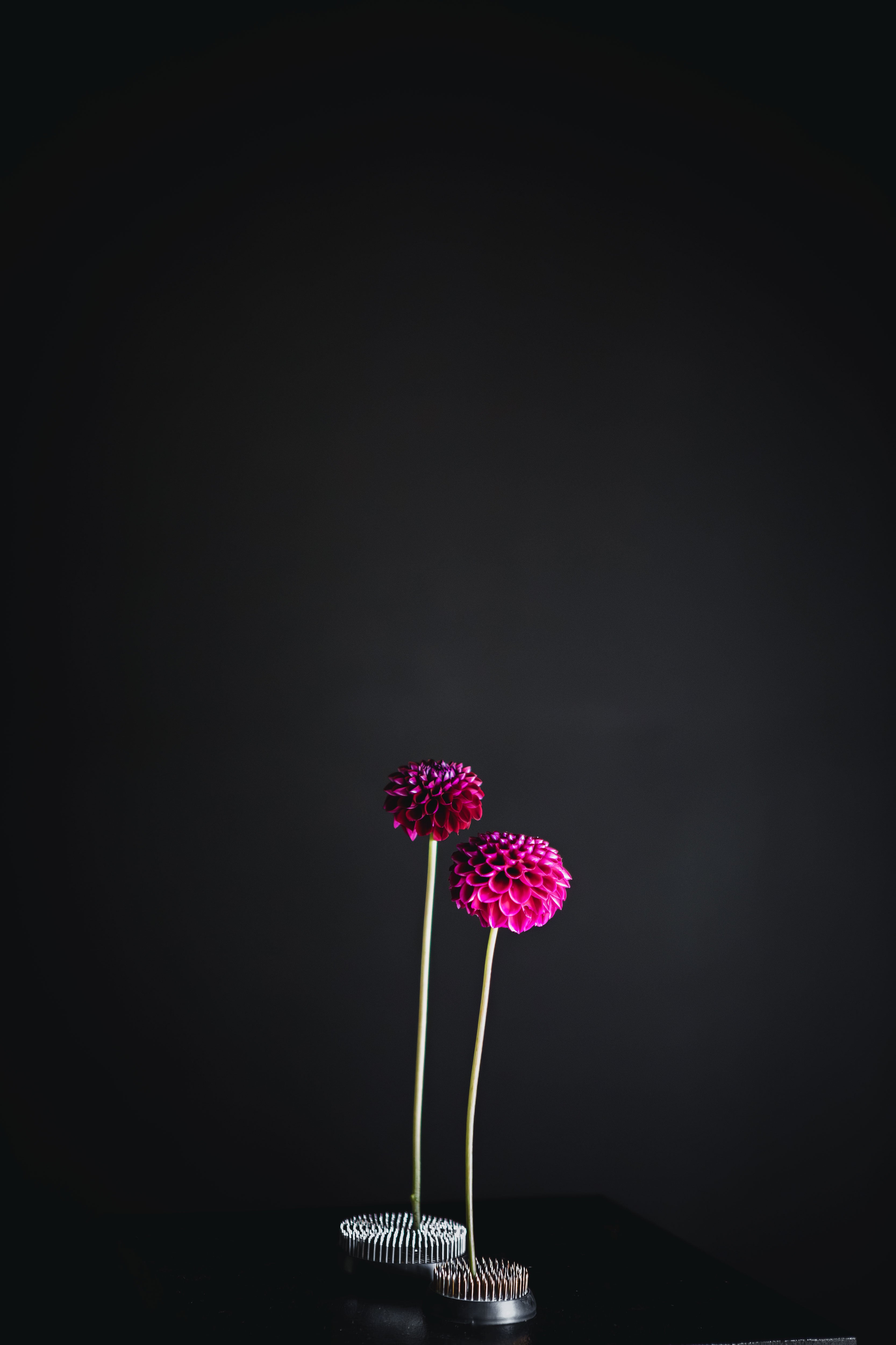 Ivanetti | Dahlia Tuber