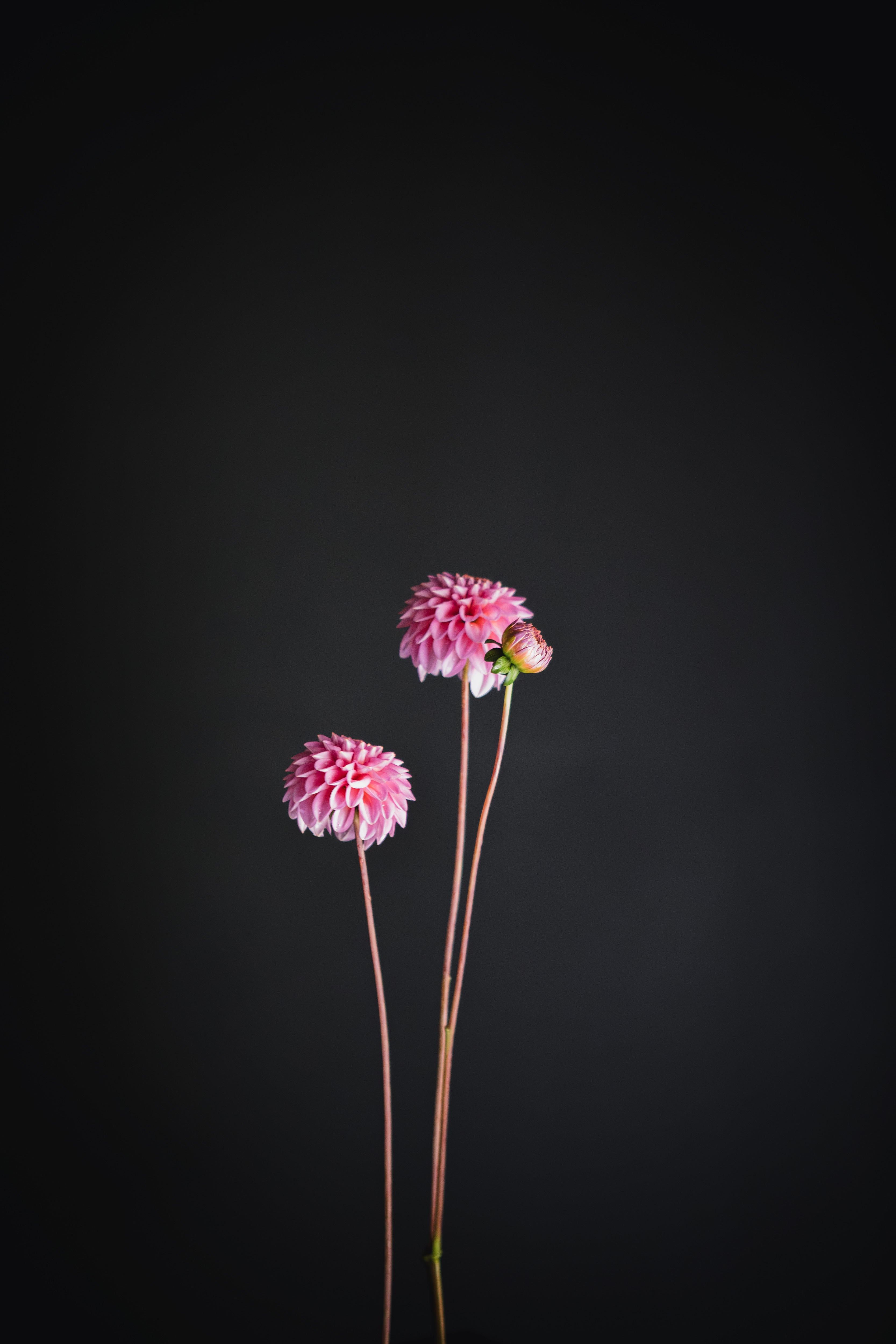 Jenny's Treasure | Dahlia Tuber