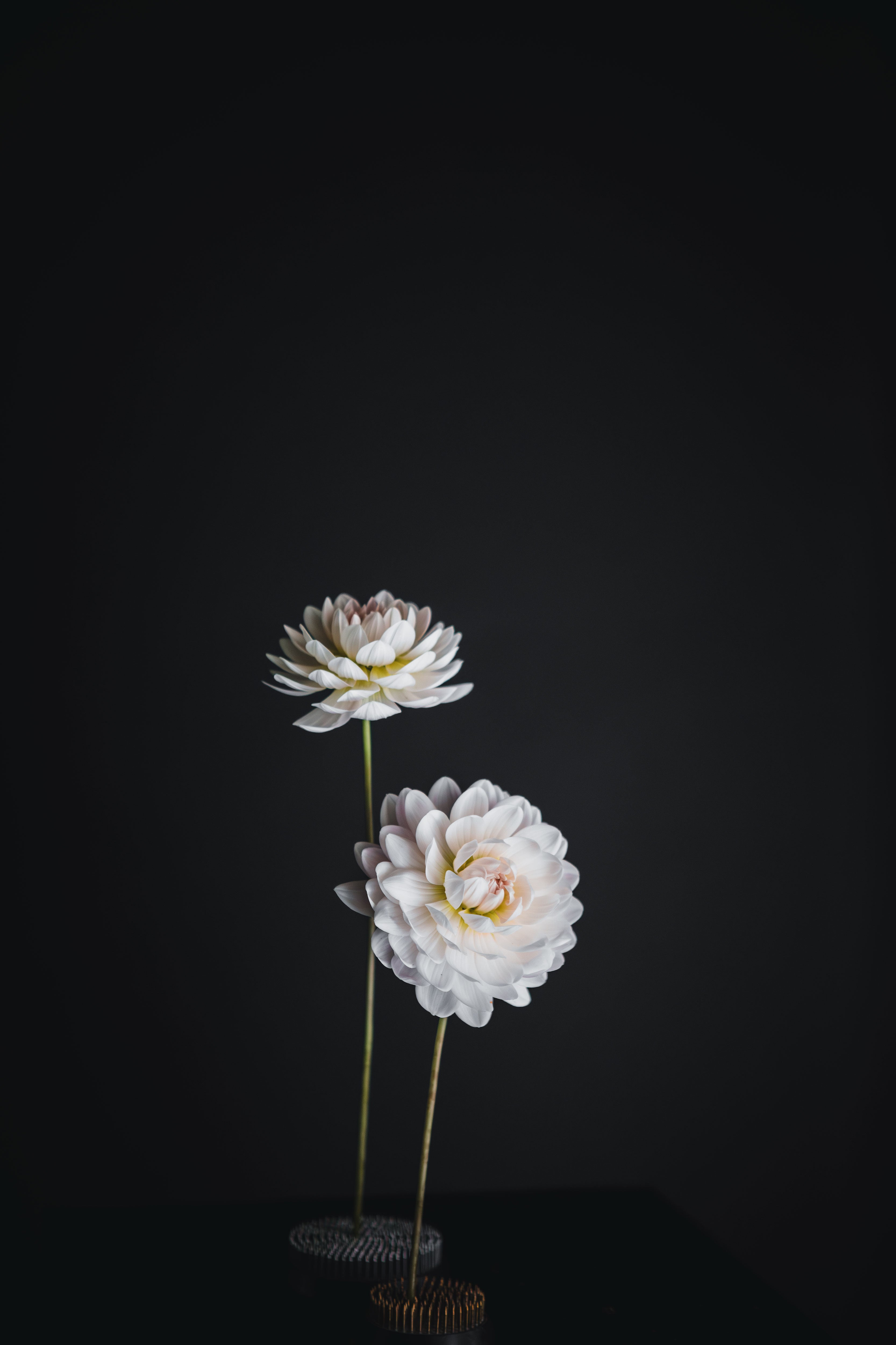 Kelgai Ann | Dahlia Tuber