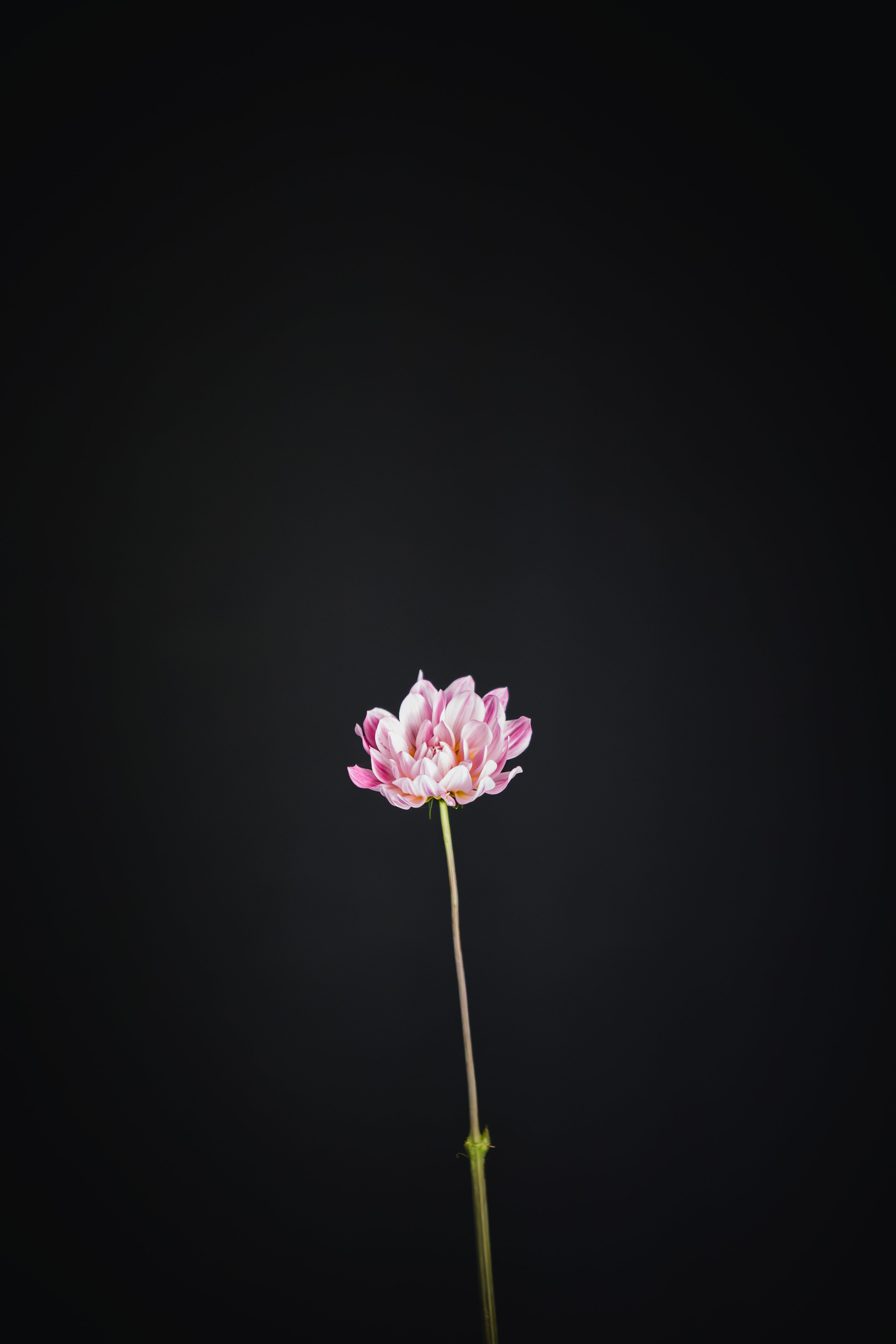 Kelgai Ann | Dahlia Tuber