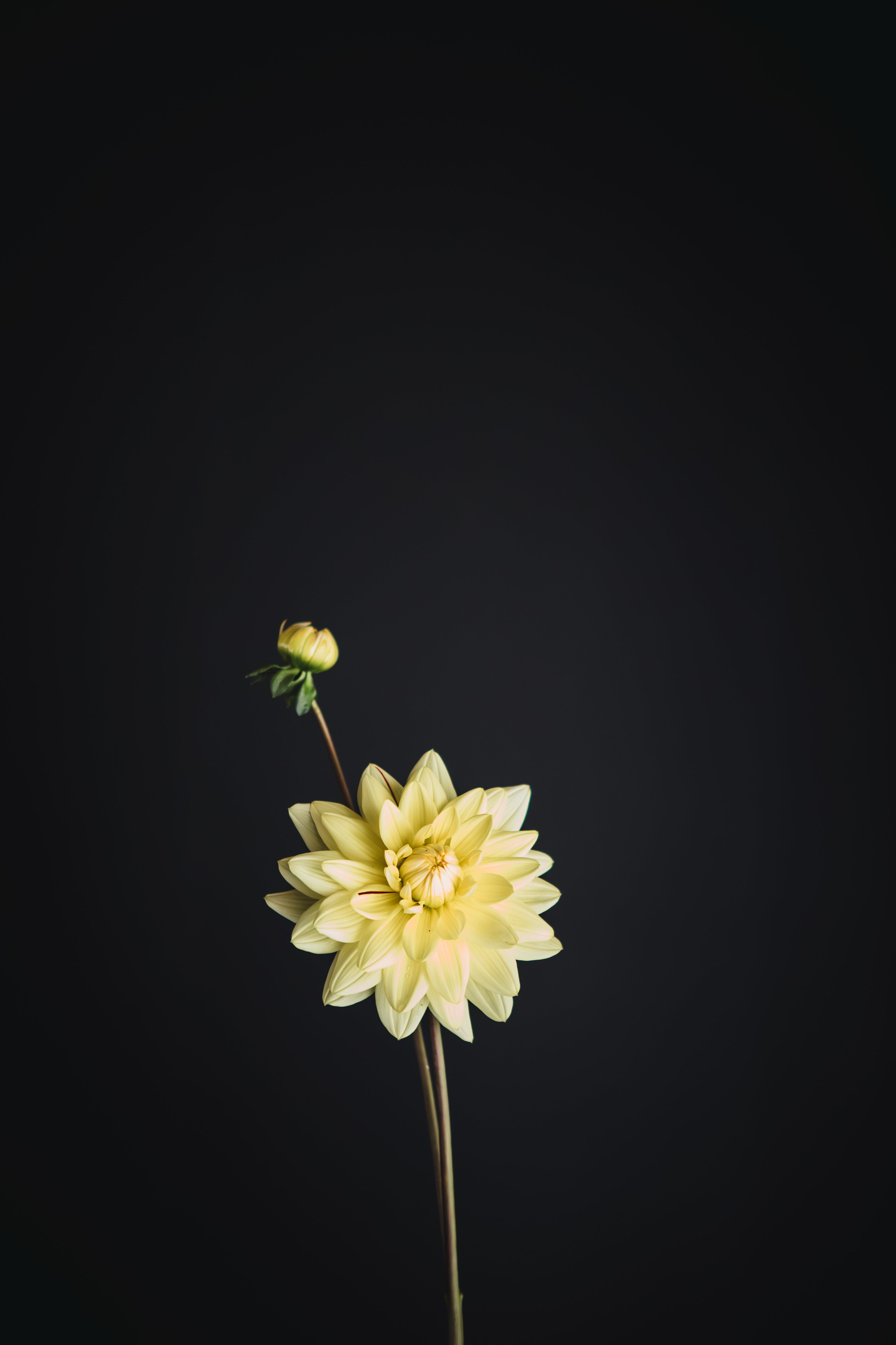 Ken's Gold | Dahlia Tuber
