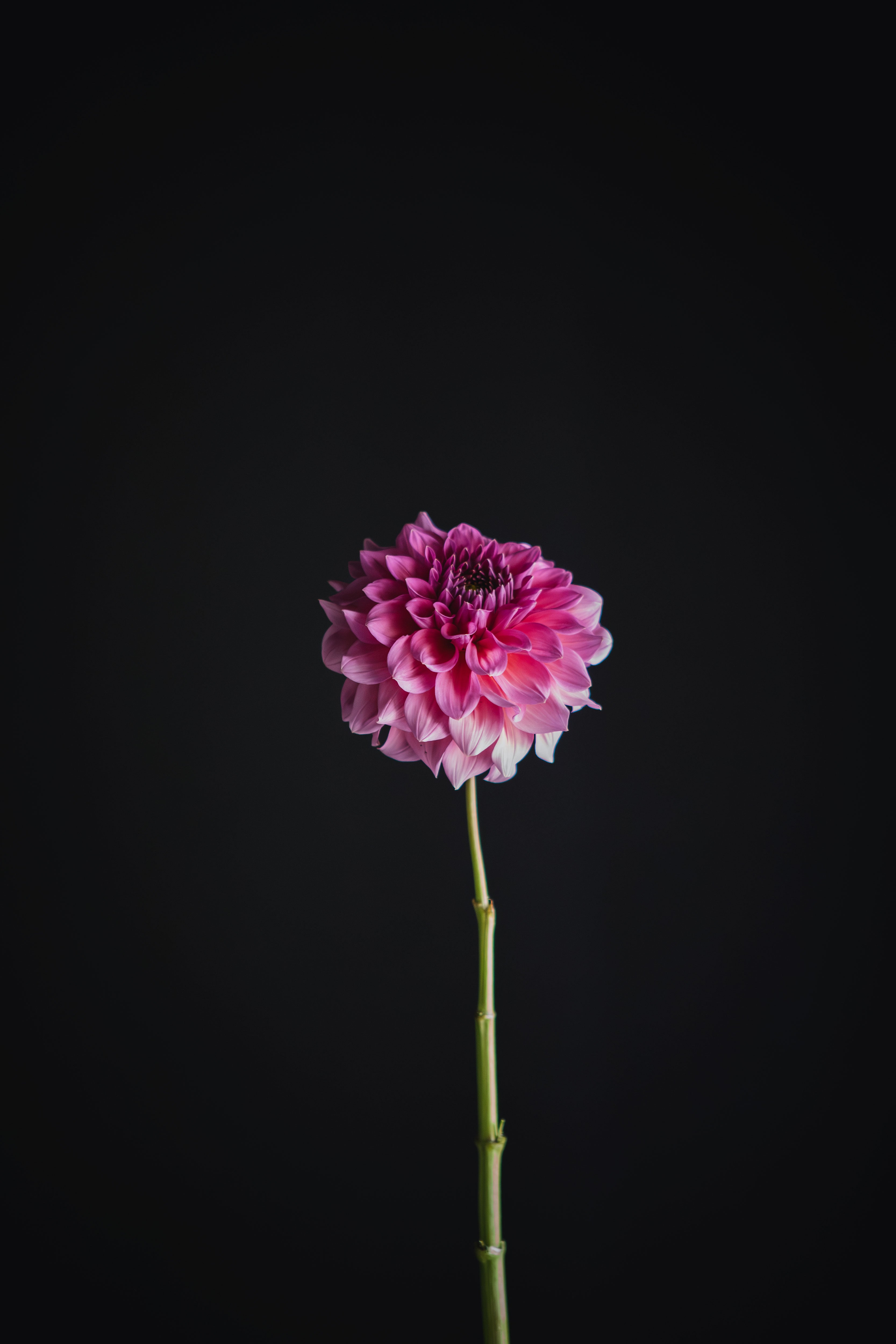 Kiara Marilyn | Dahlia Tuber