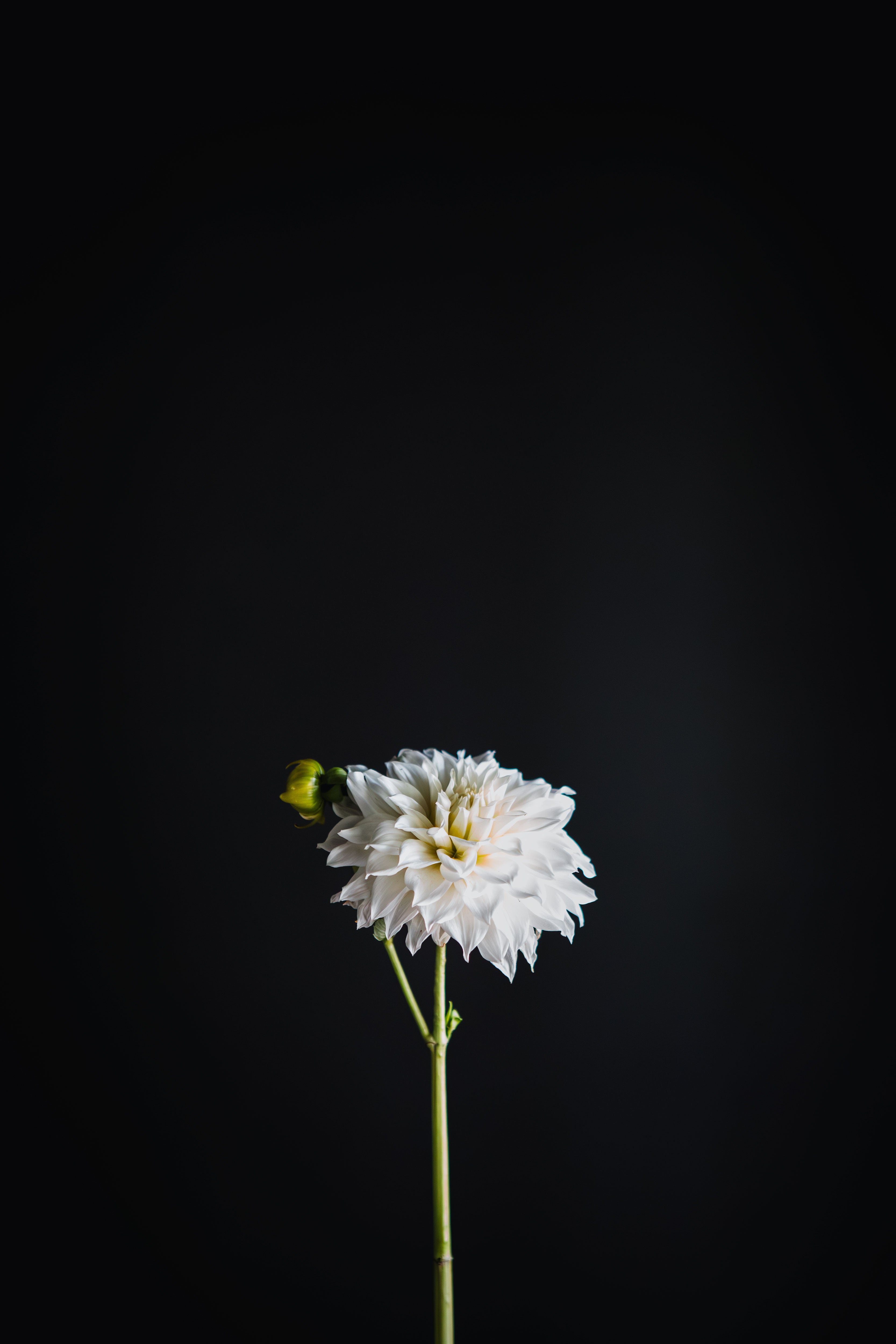 Kotare Buttermilk | Dahlia Tuber