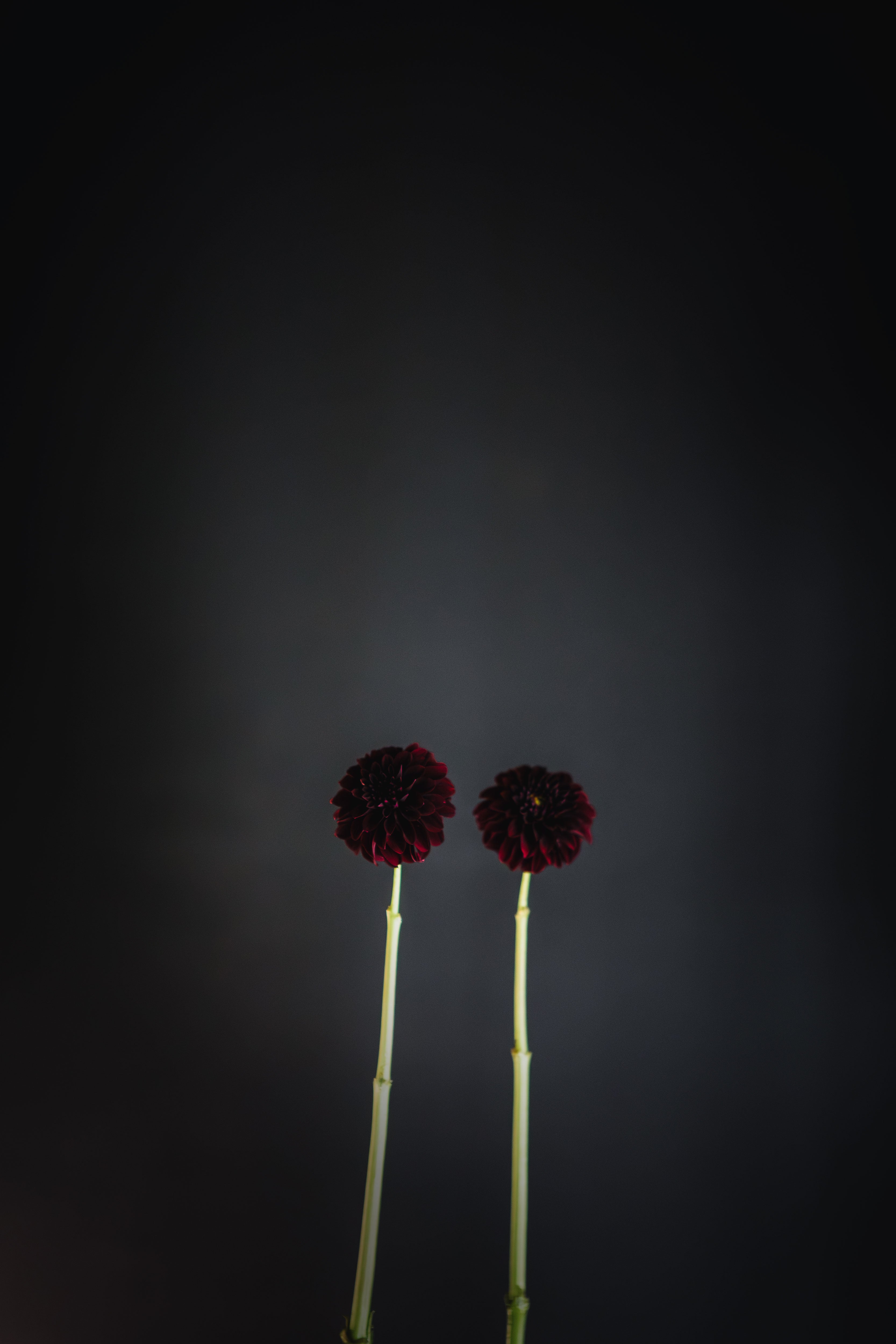 La Recoleta | Dahlia Tuber