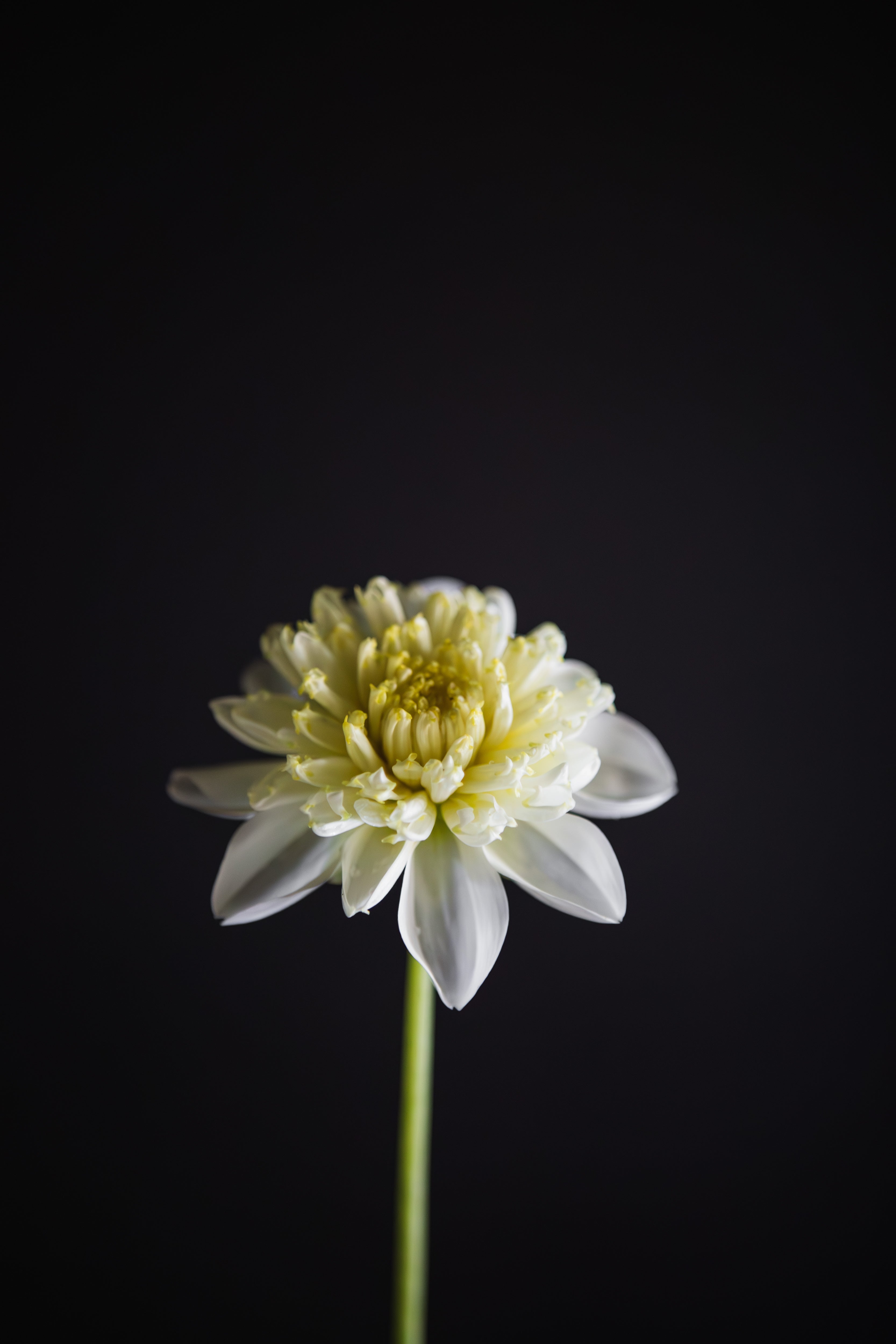 Lemon Sorbet | Dahlia Tuber