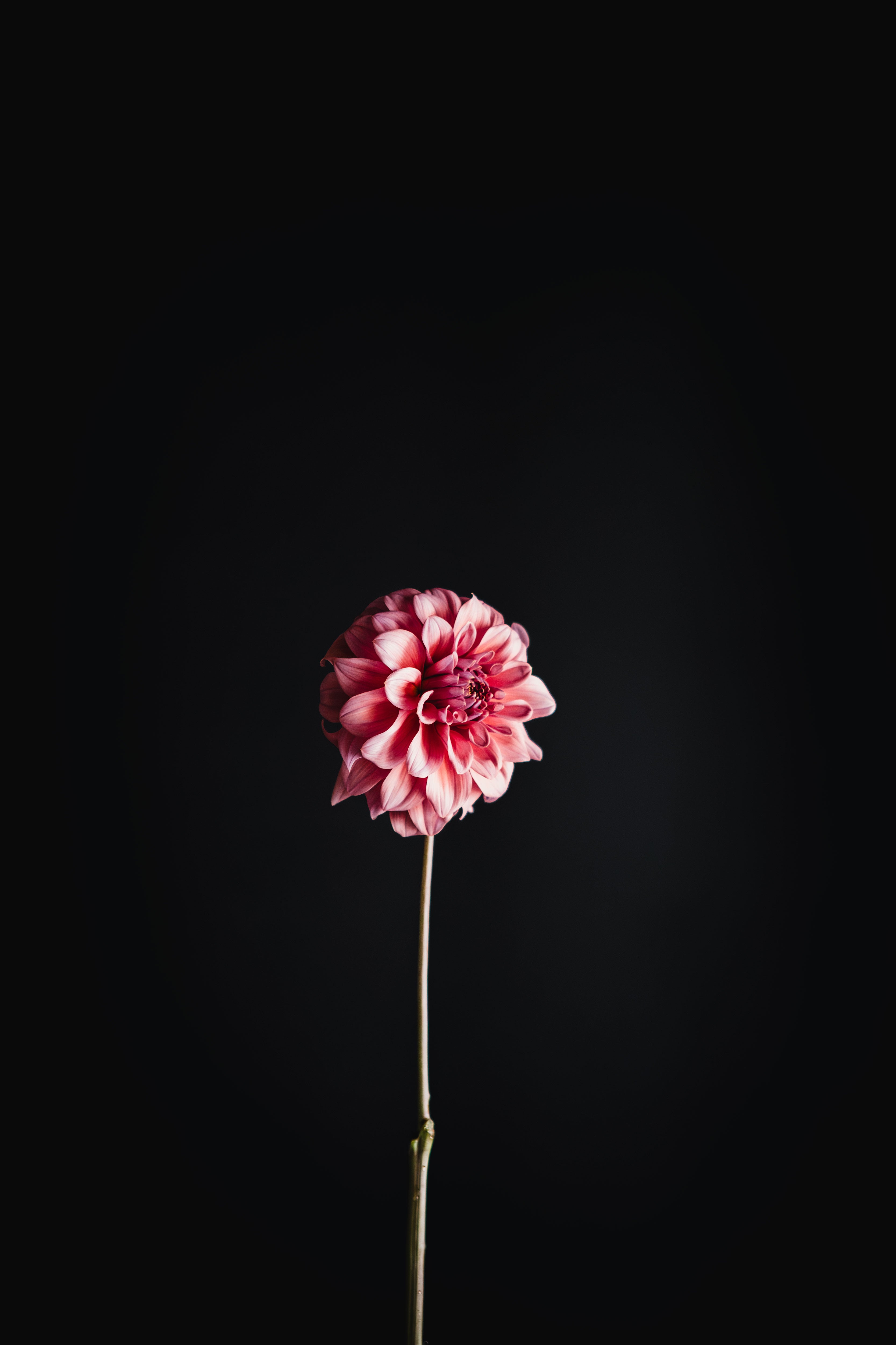 Lileah Caramel Rose | Dahlia Tuber
