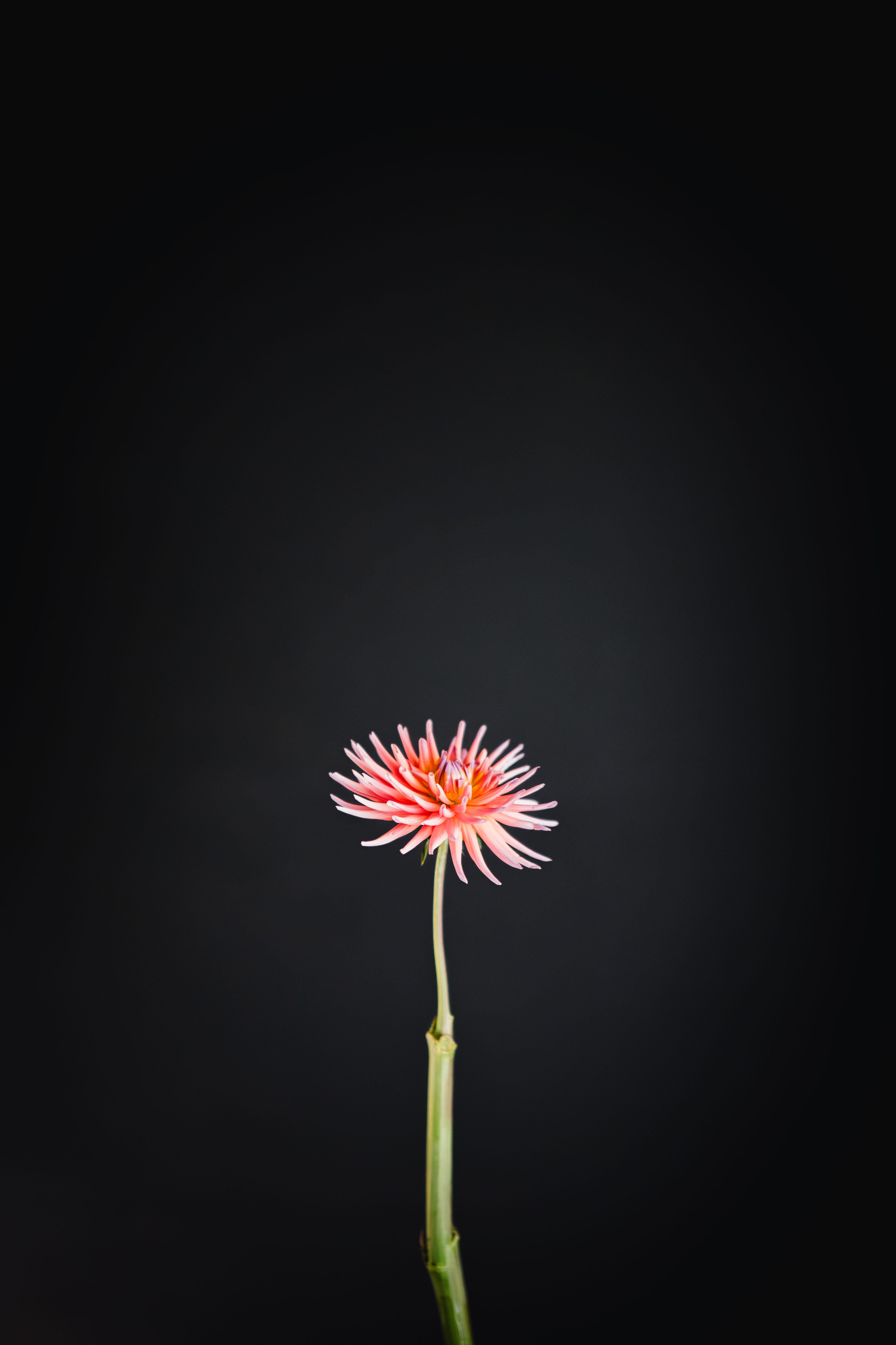 Longwarry Lita | Dahlia Tuber