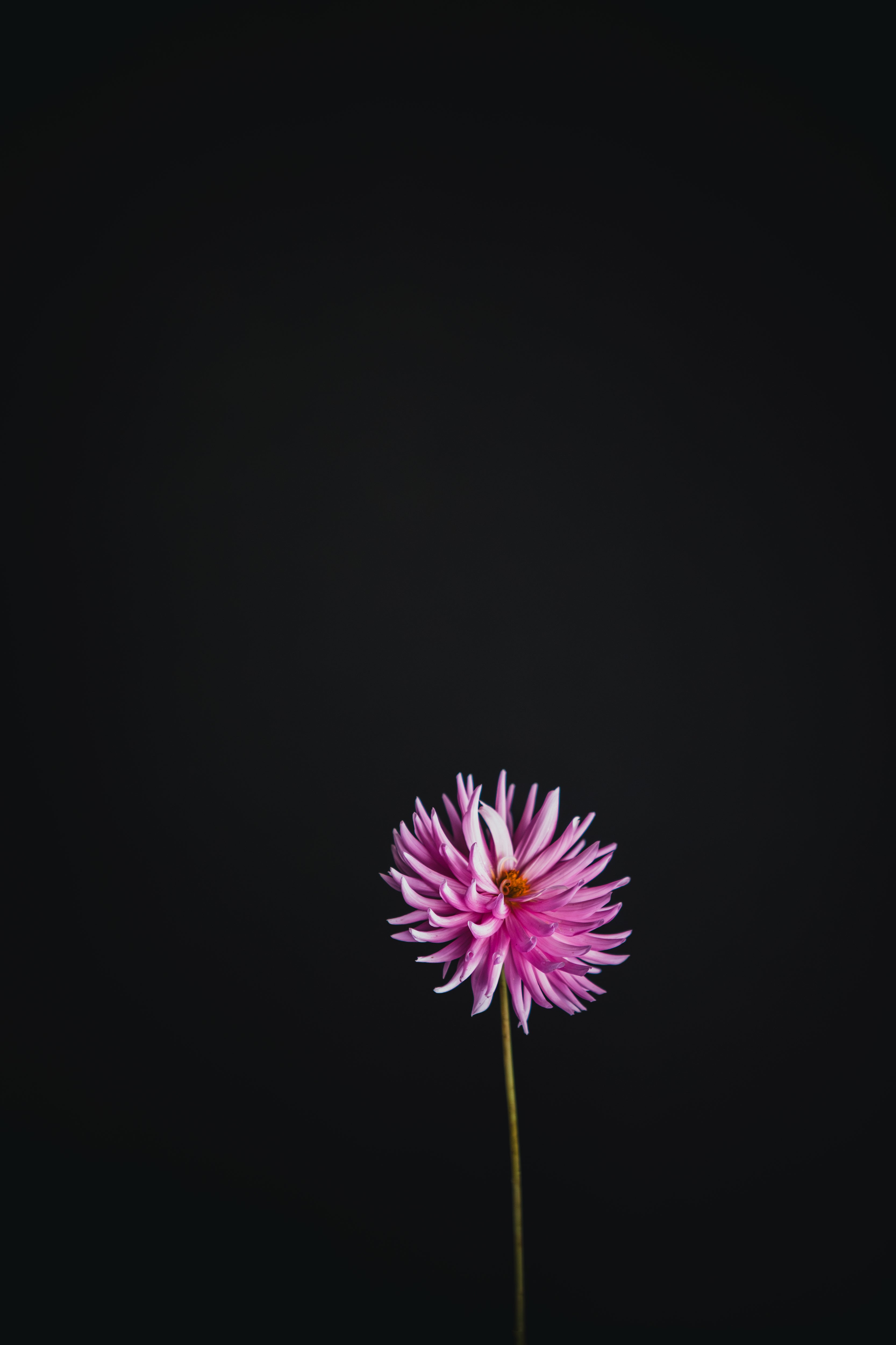 Mariner | Dahlia Tuber