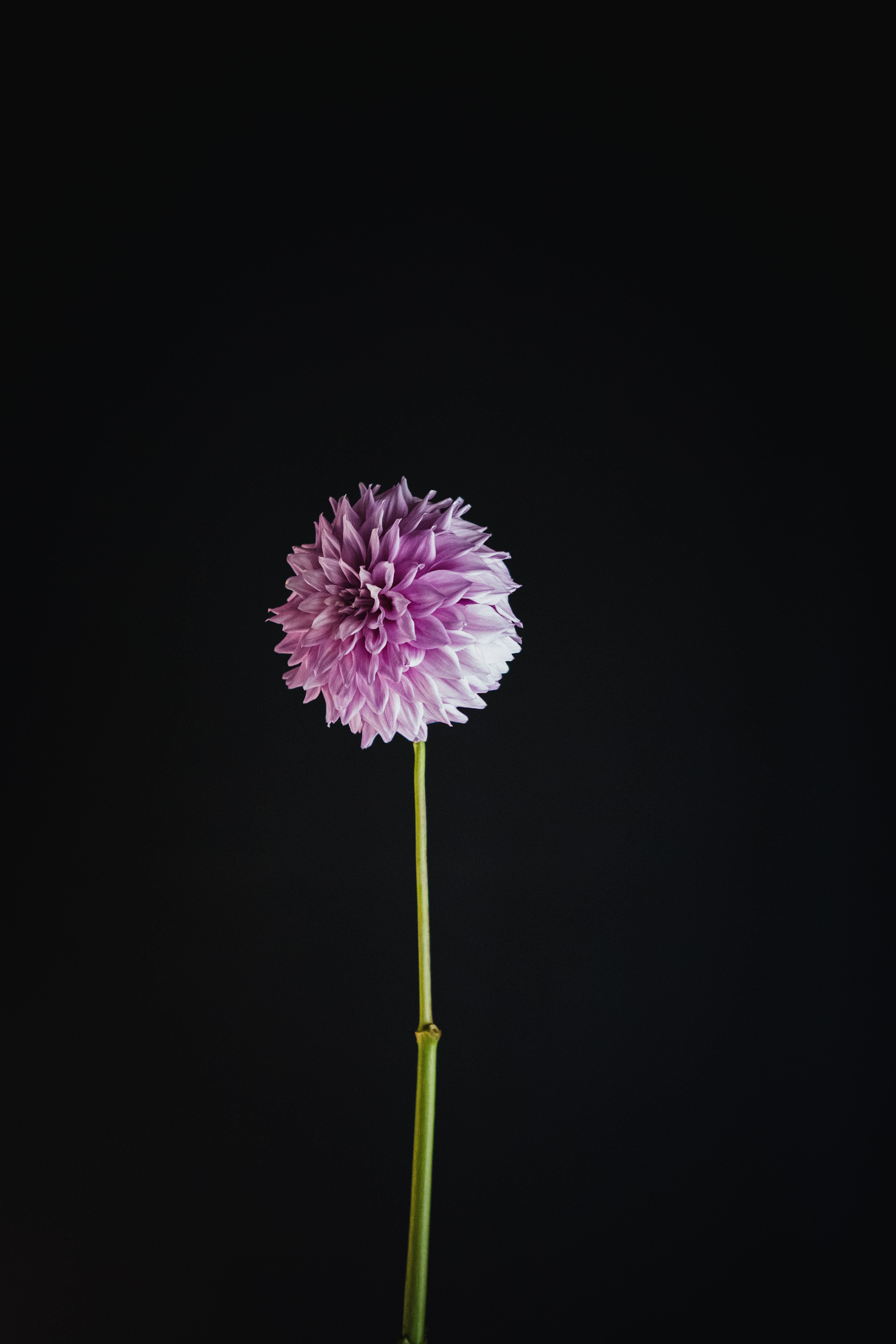 Marshmallow | Dahlia Tuber