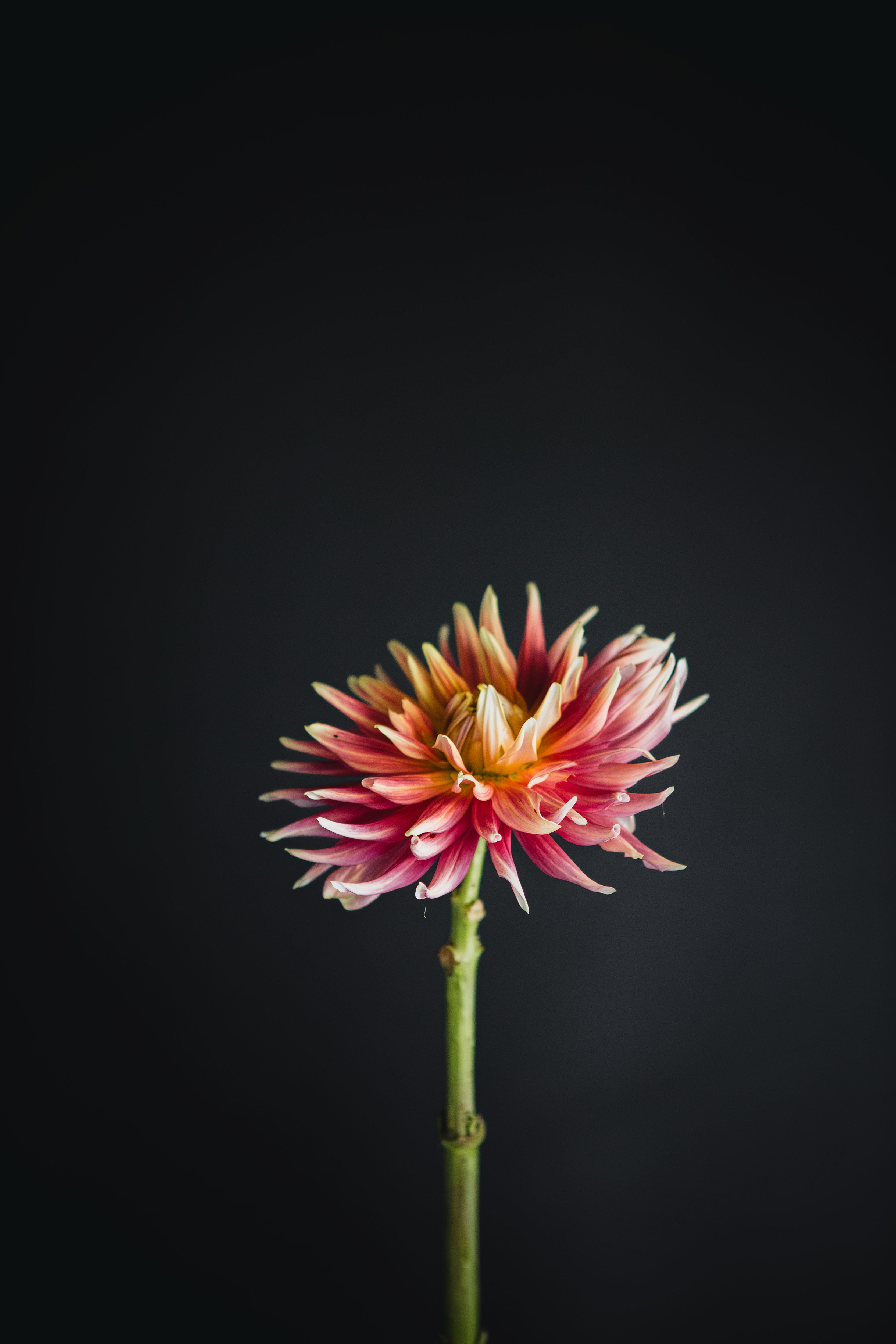 Maxmann | Dahlia Tuber