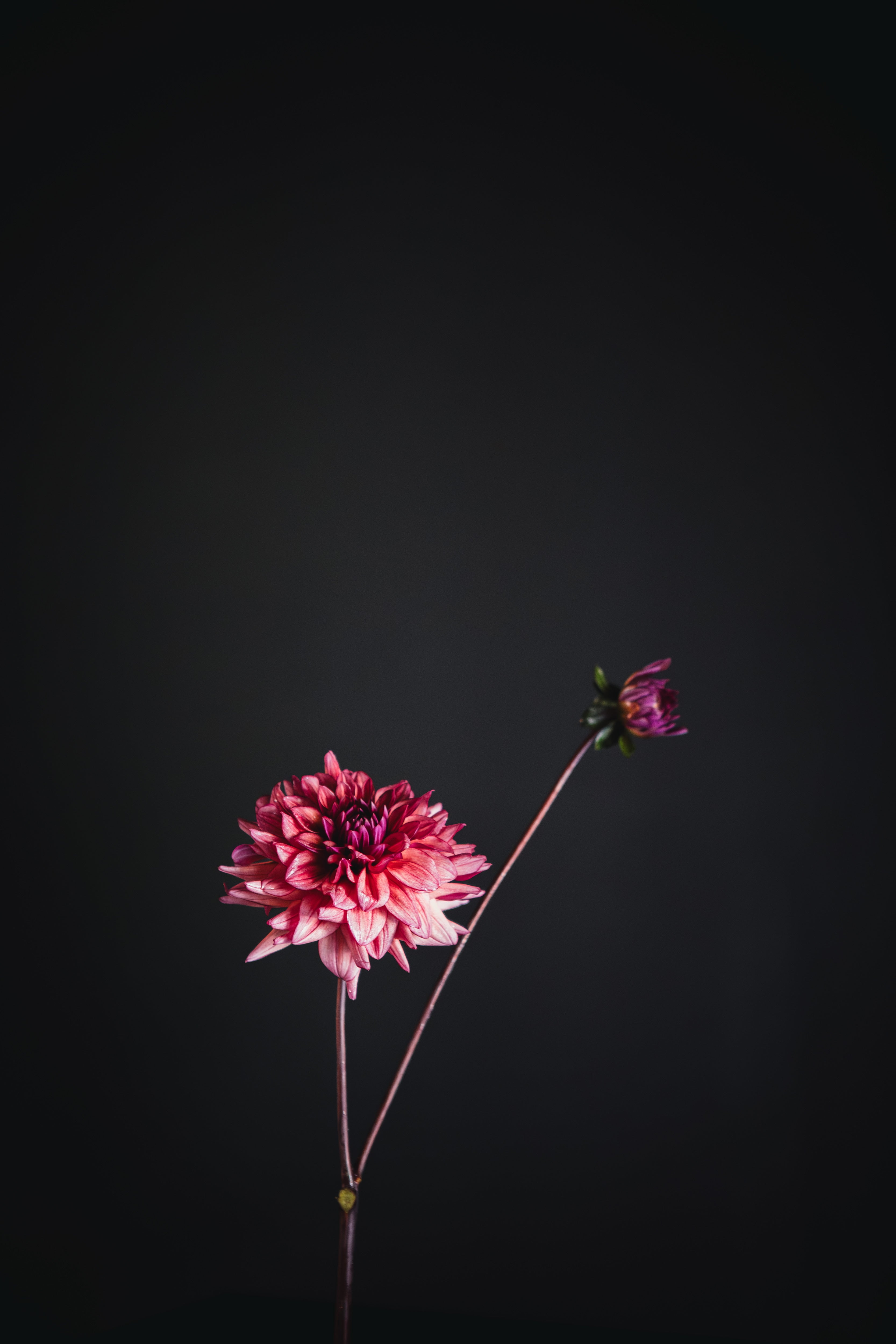 Molly Raven | Dahlia Tuber