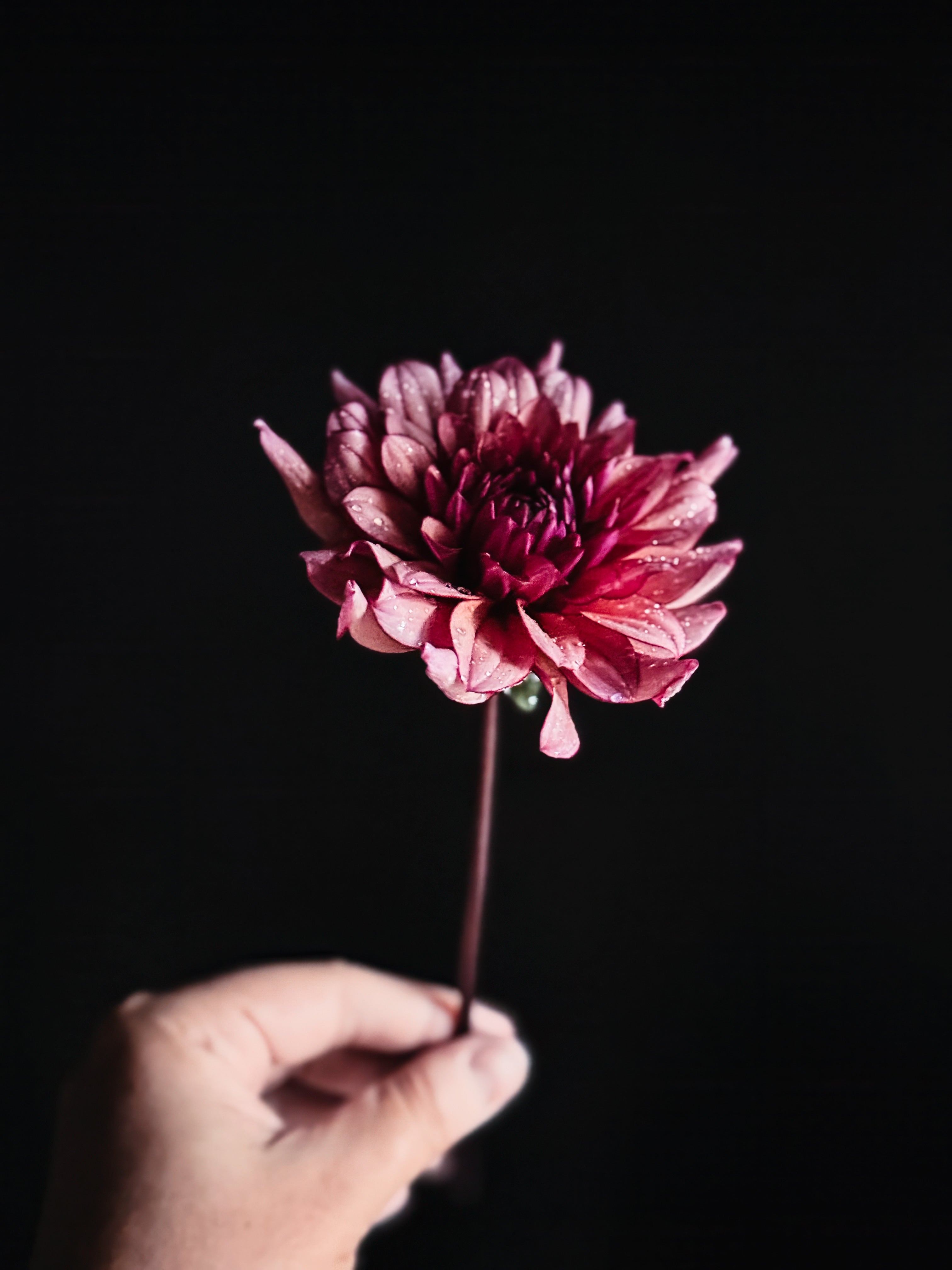 Molly Raven | Dahlia Tuber