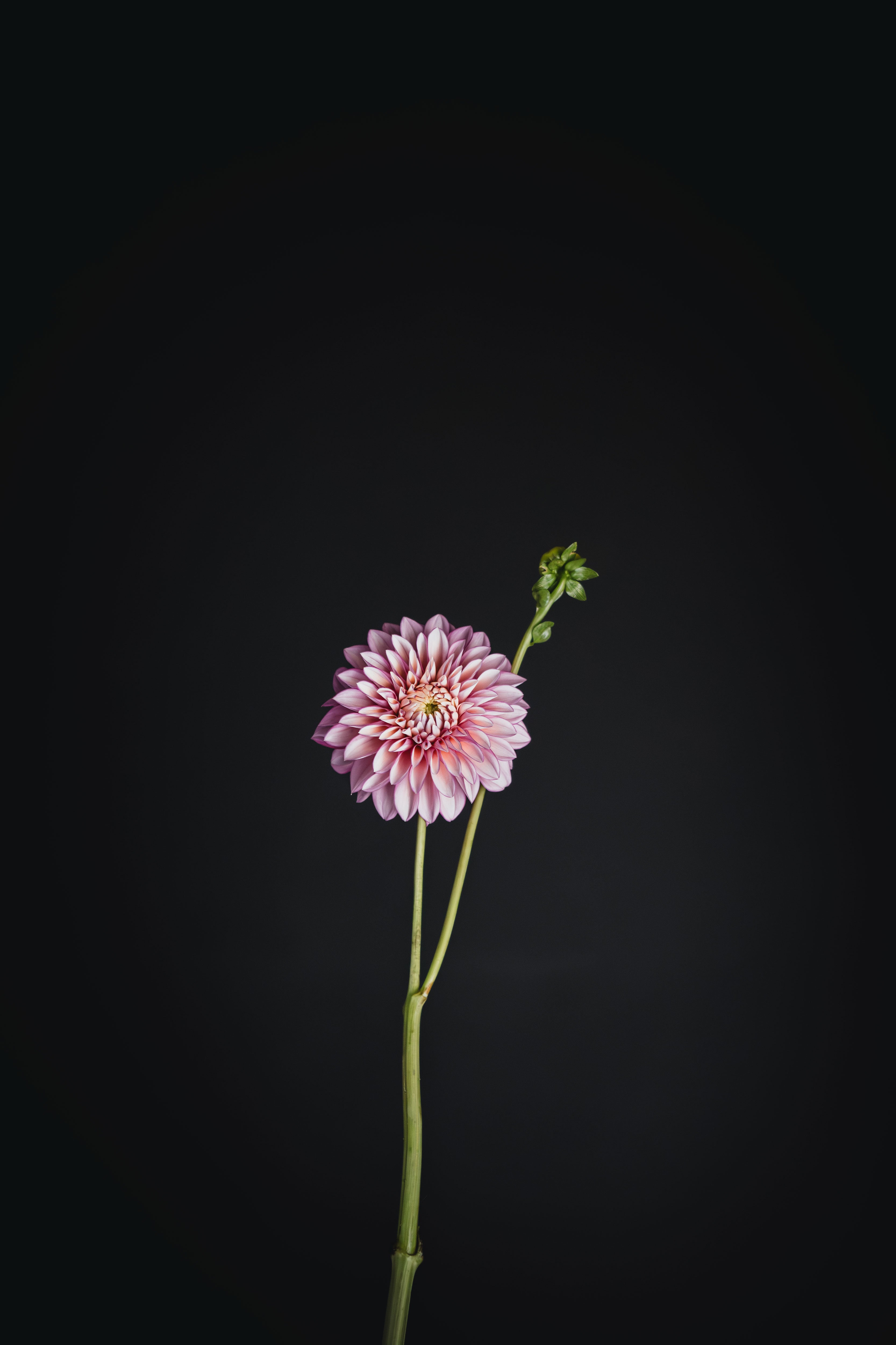 Moy Jill | Dahlia Tuber