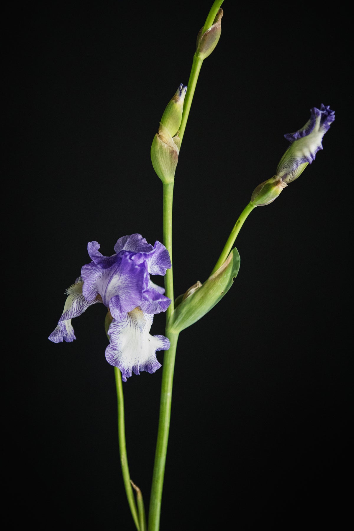 Blue Stoccato