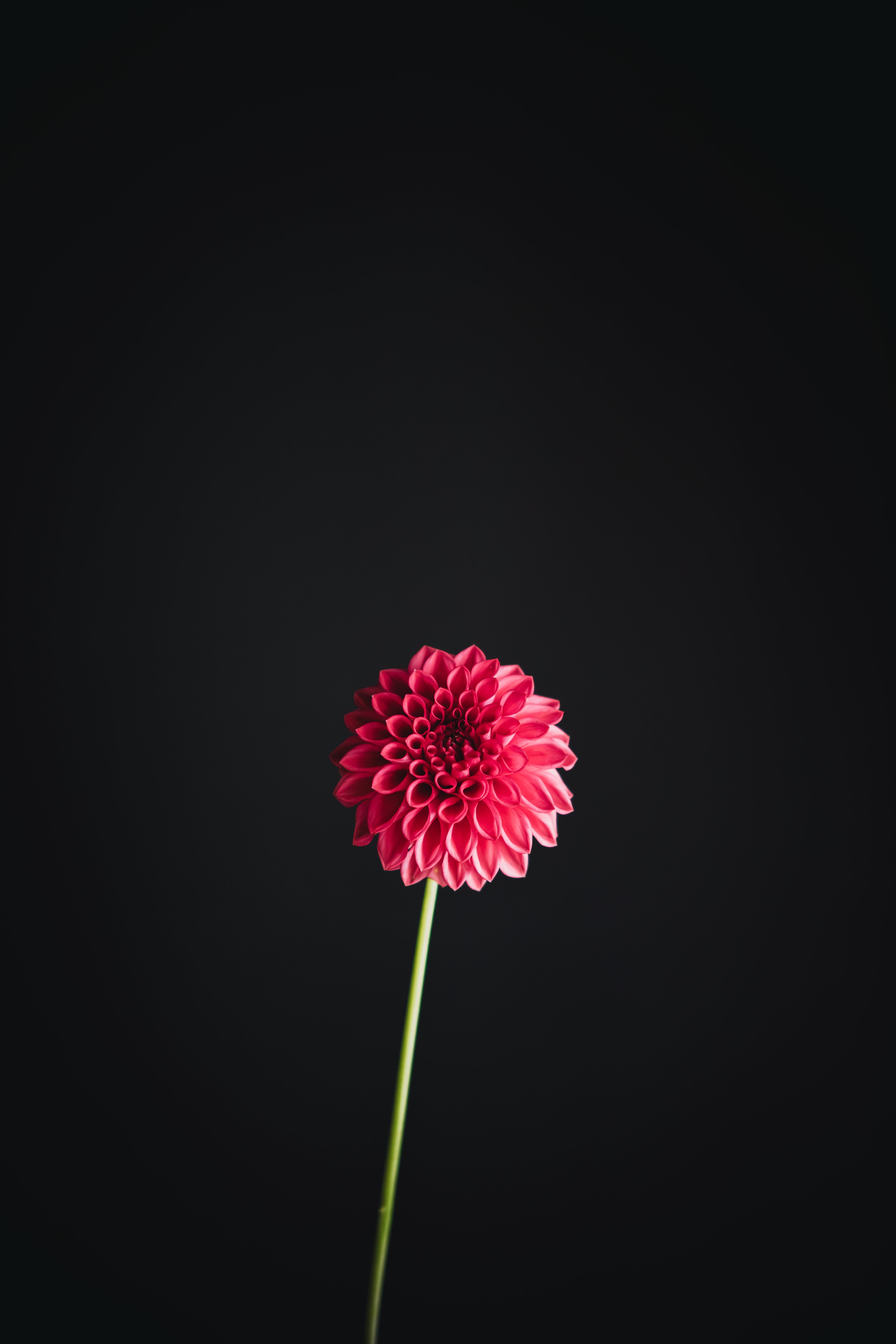 Not Formby Rocket | Dahlia Tuber