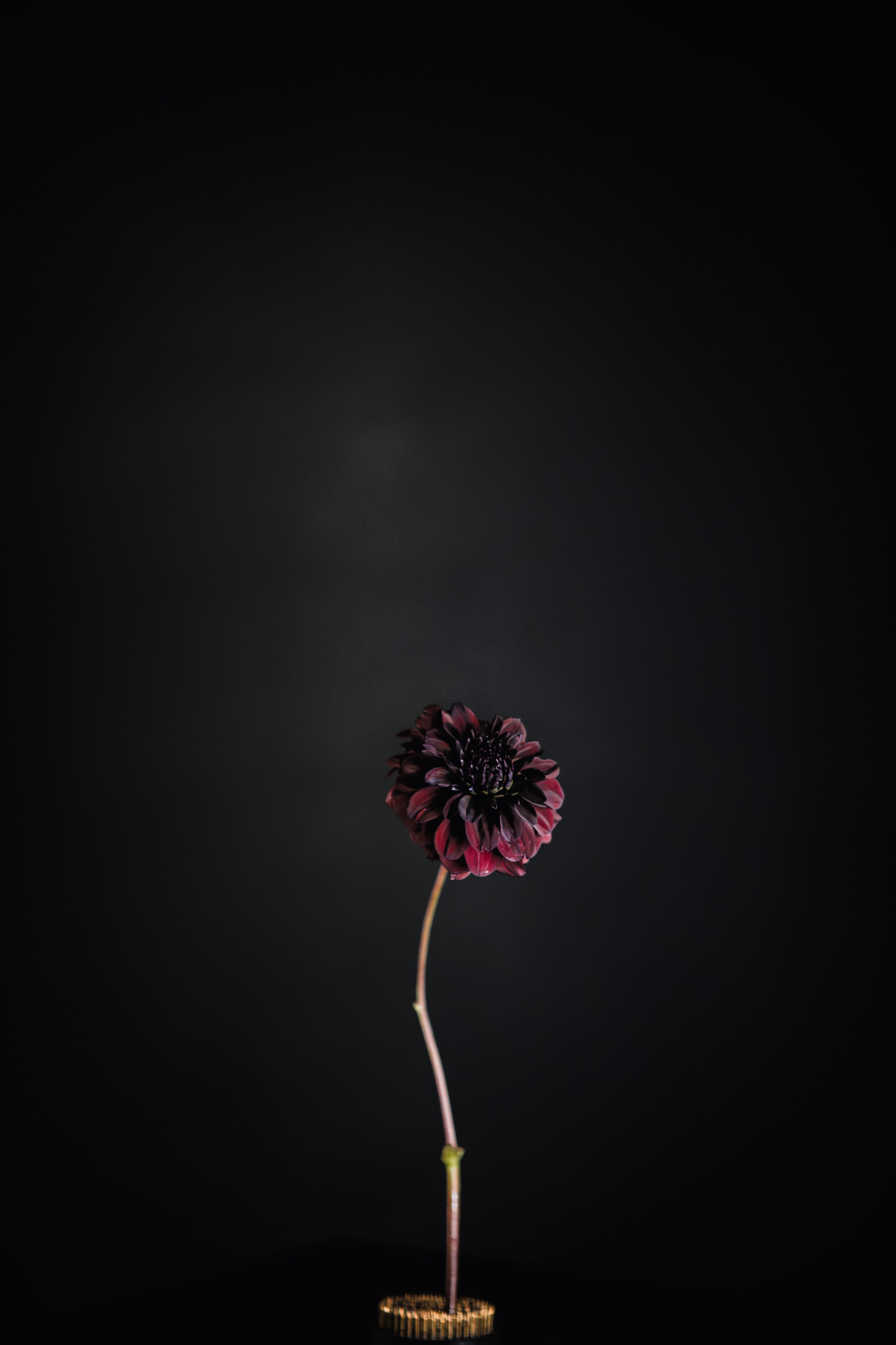 Nugget | Dahlia Tuber