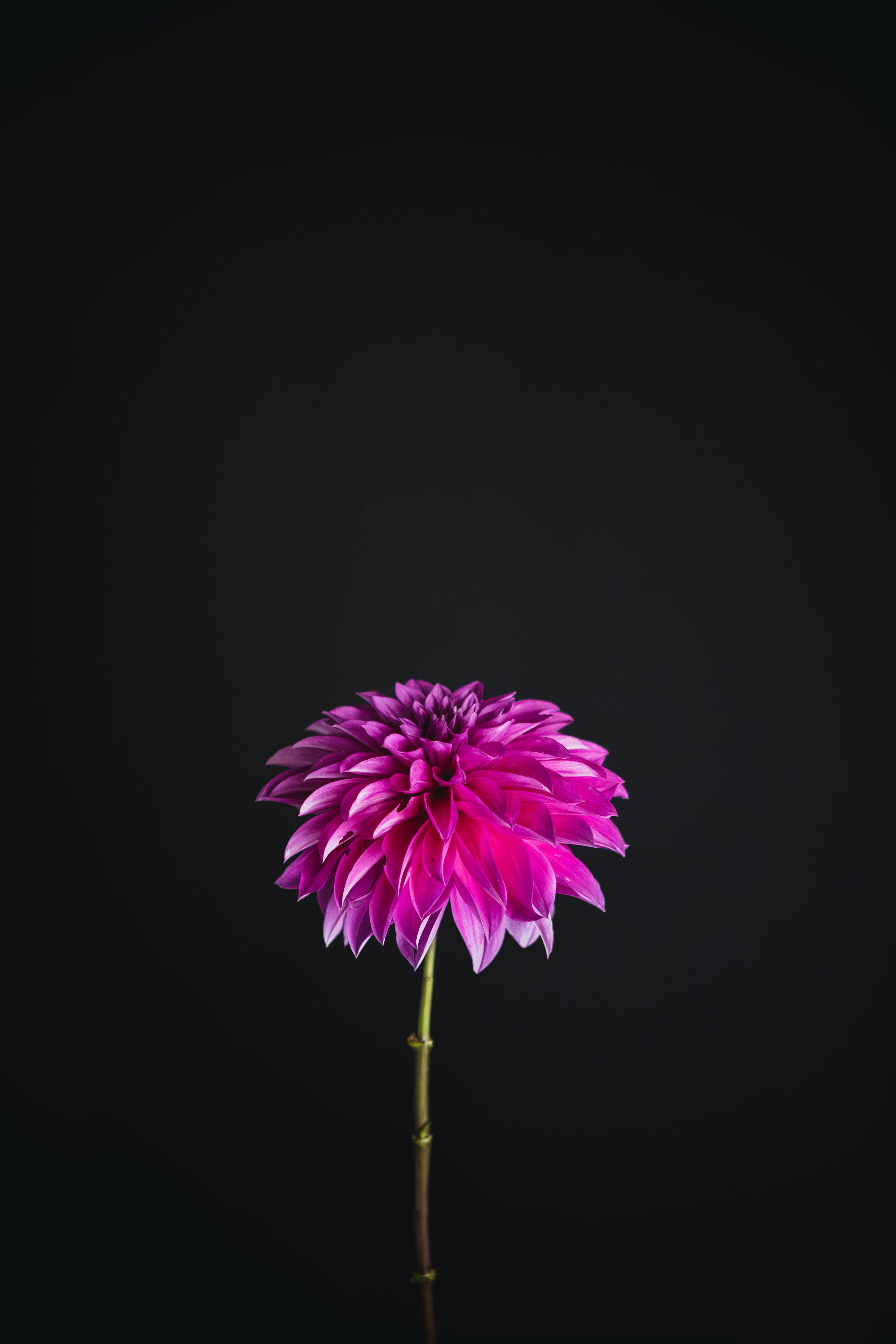 Oberon | Dahlia Tuber