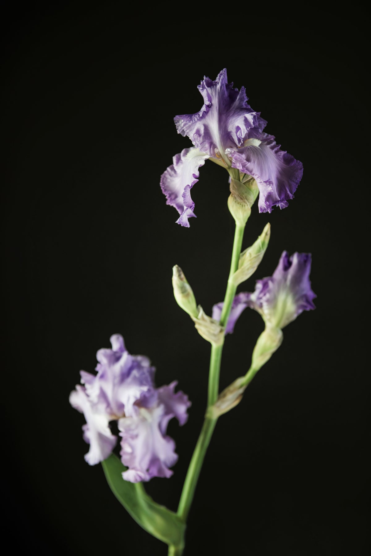 Orchidarium