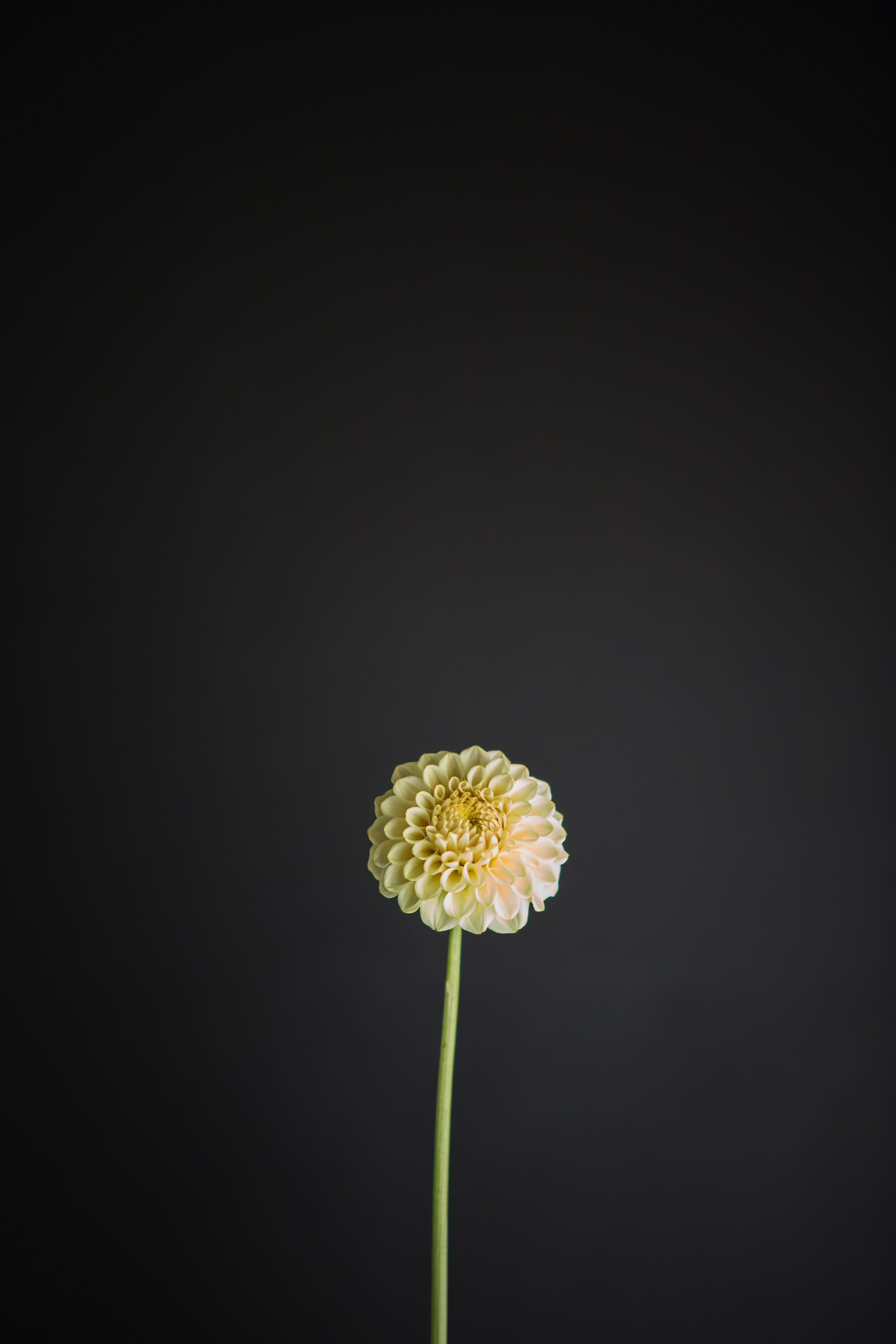 Otway Gem | Dahlia Tuber