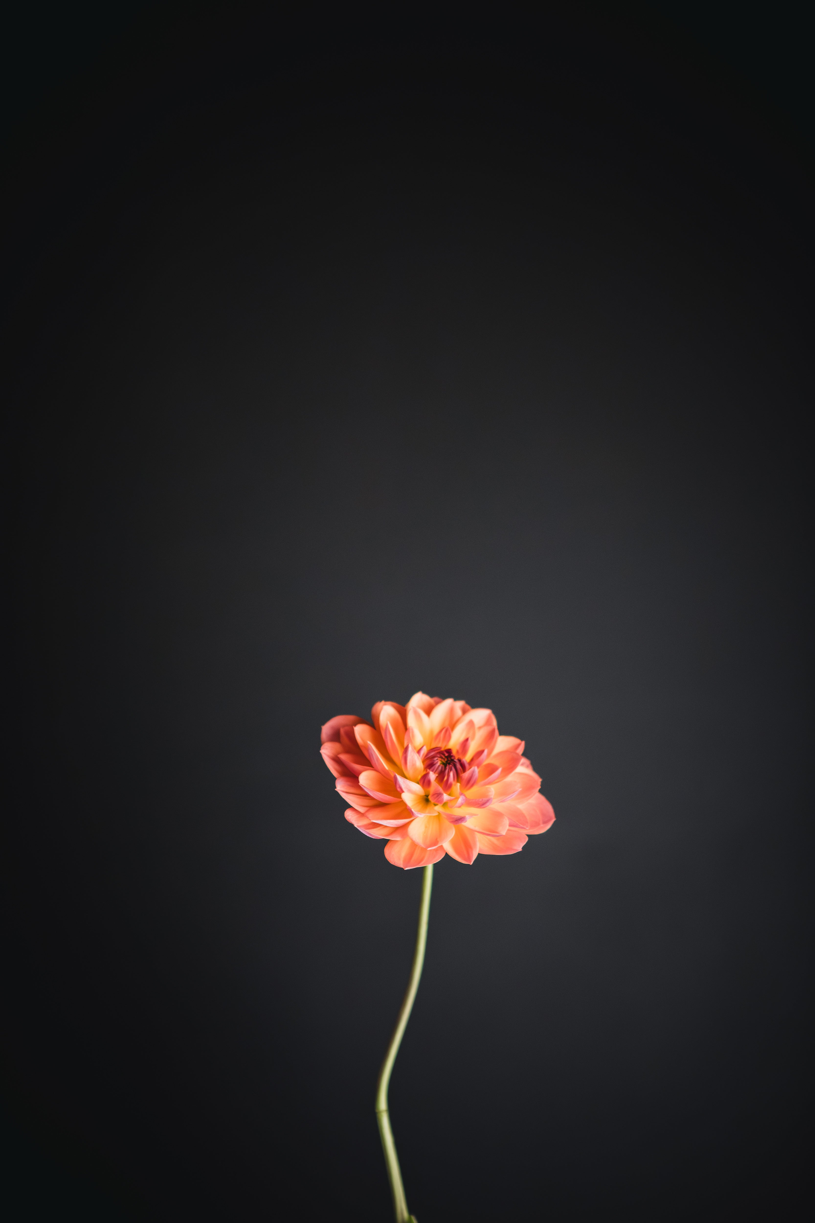 Pam Howden | Dahlia Tuber