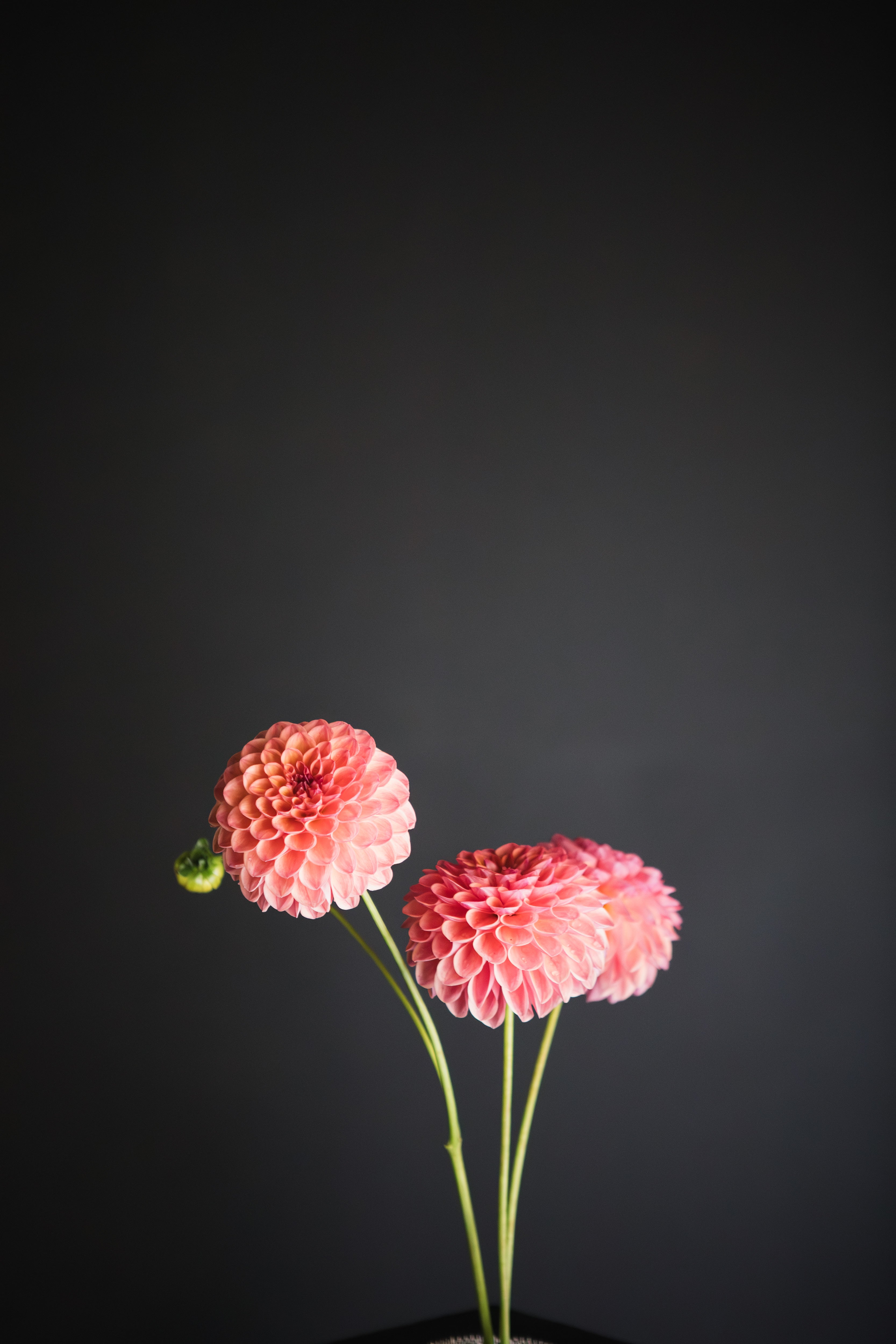 Parklea KB | Dahlia Tuber