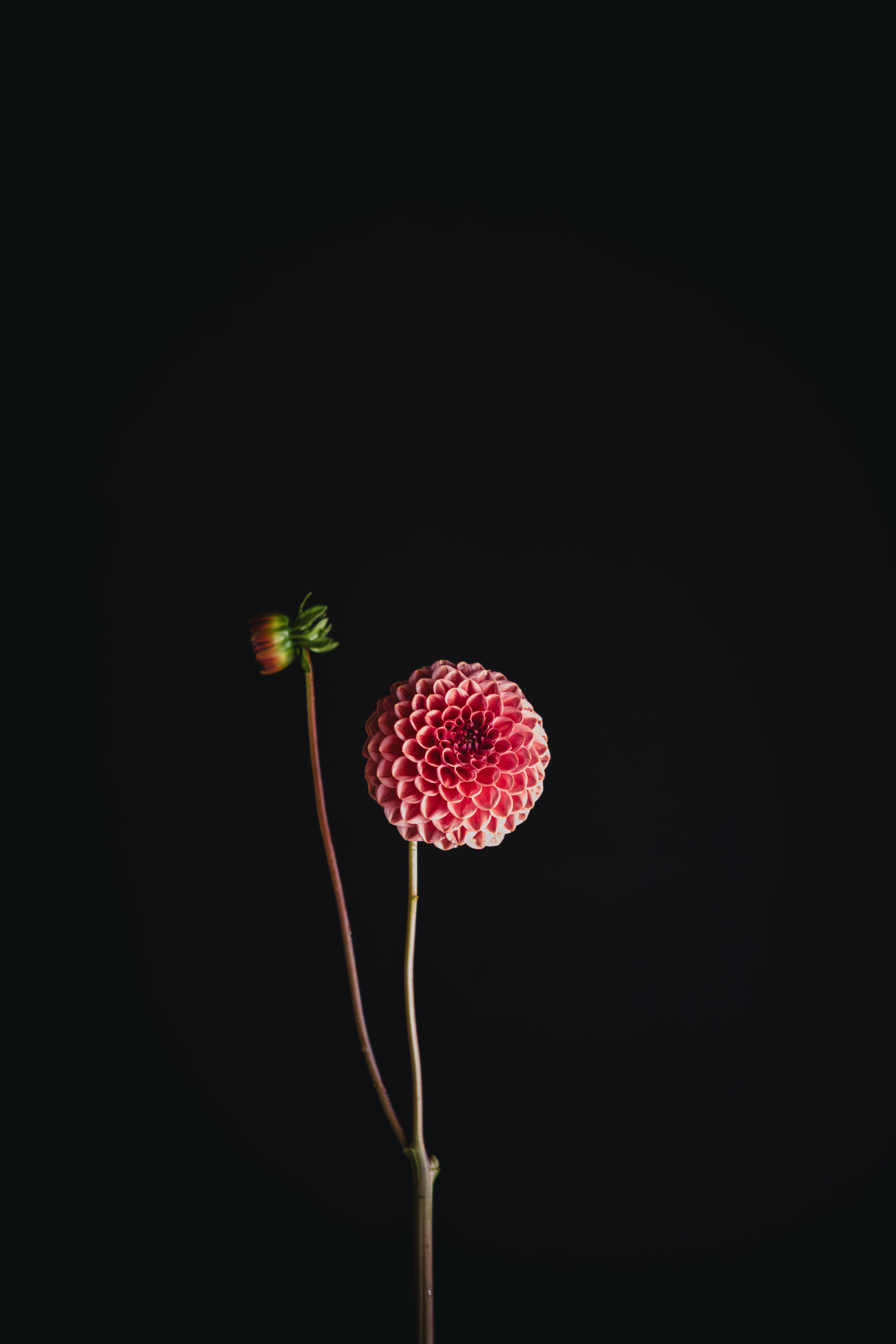 Peachy | Dahlia Tuber