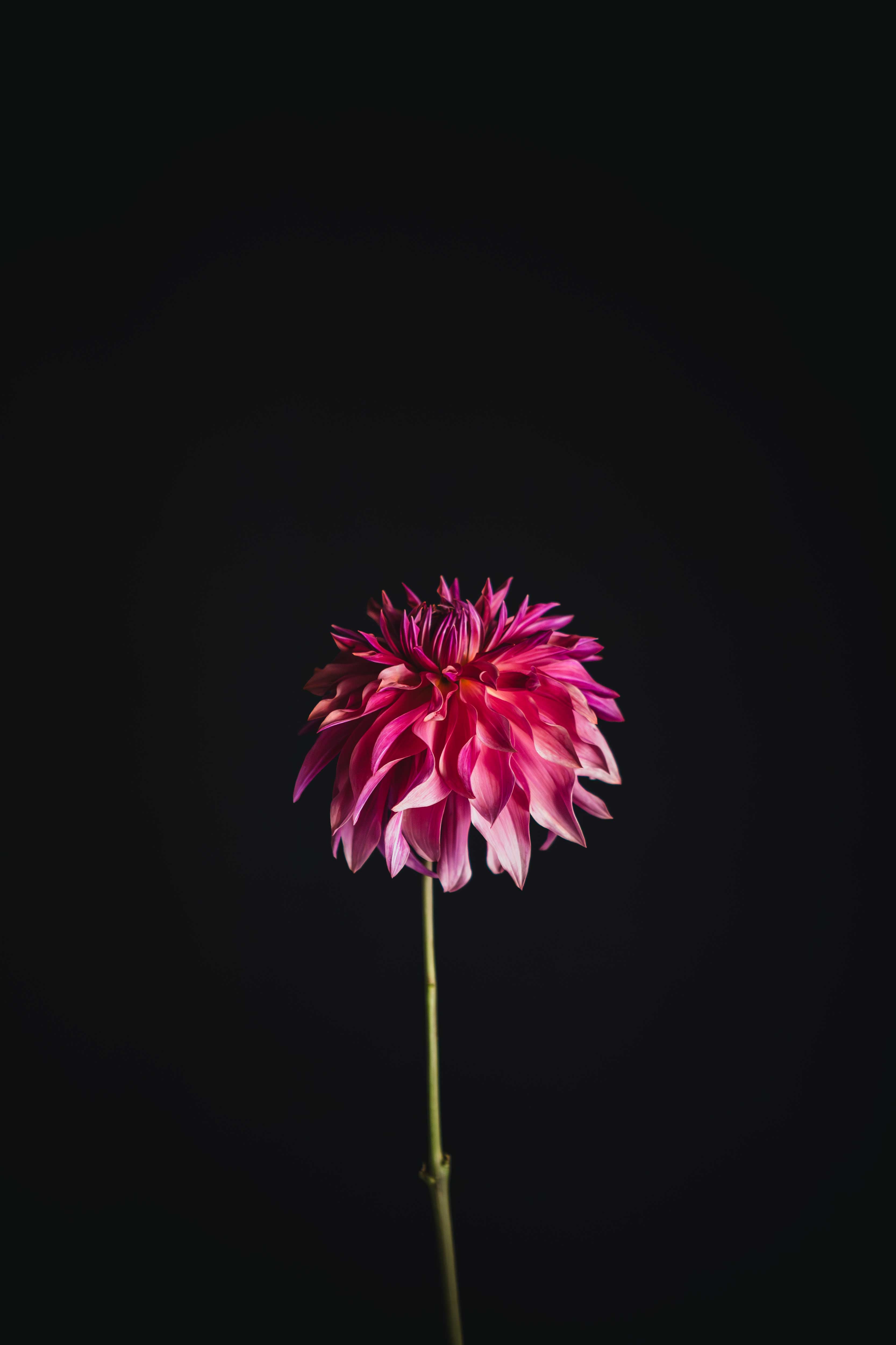Penhill Dark Monarch | Dahlia Tuber