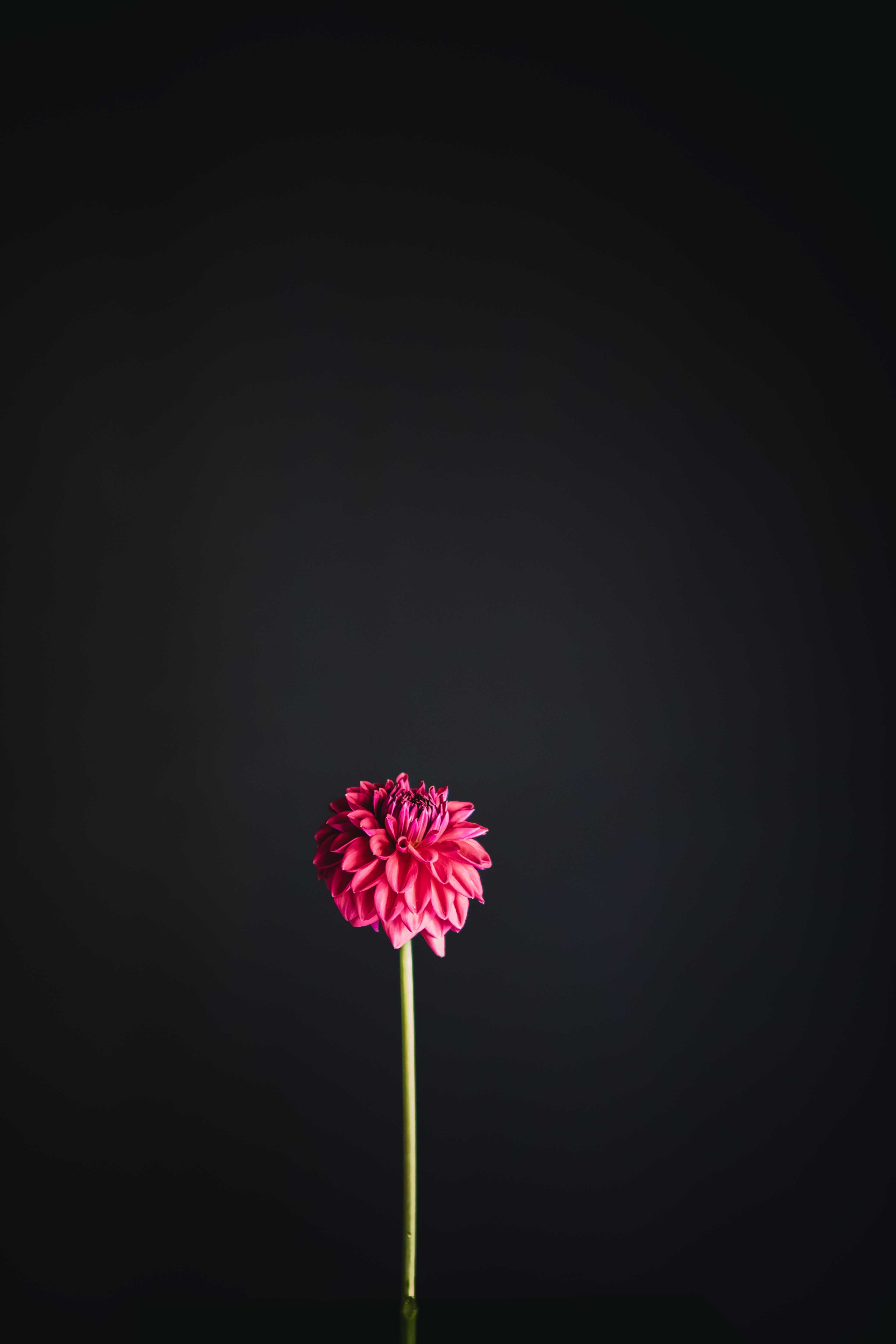 Perch Hill | Dahlia Tuber