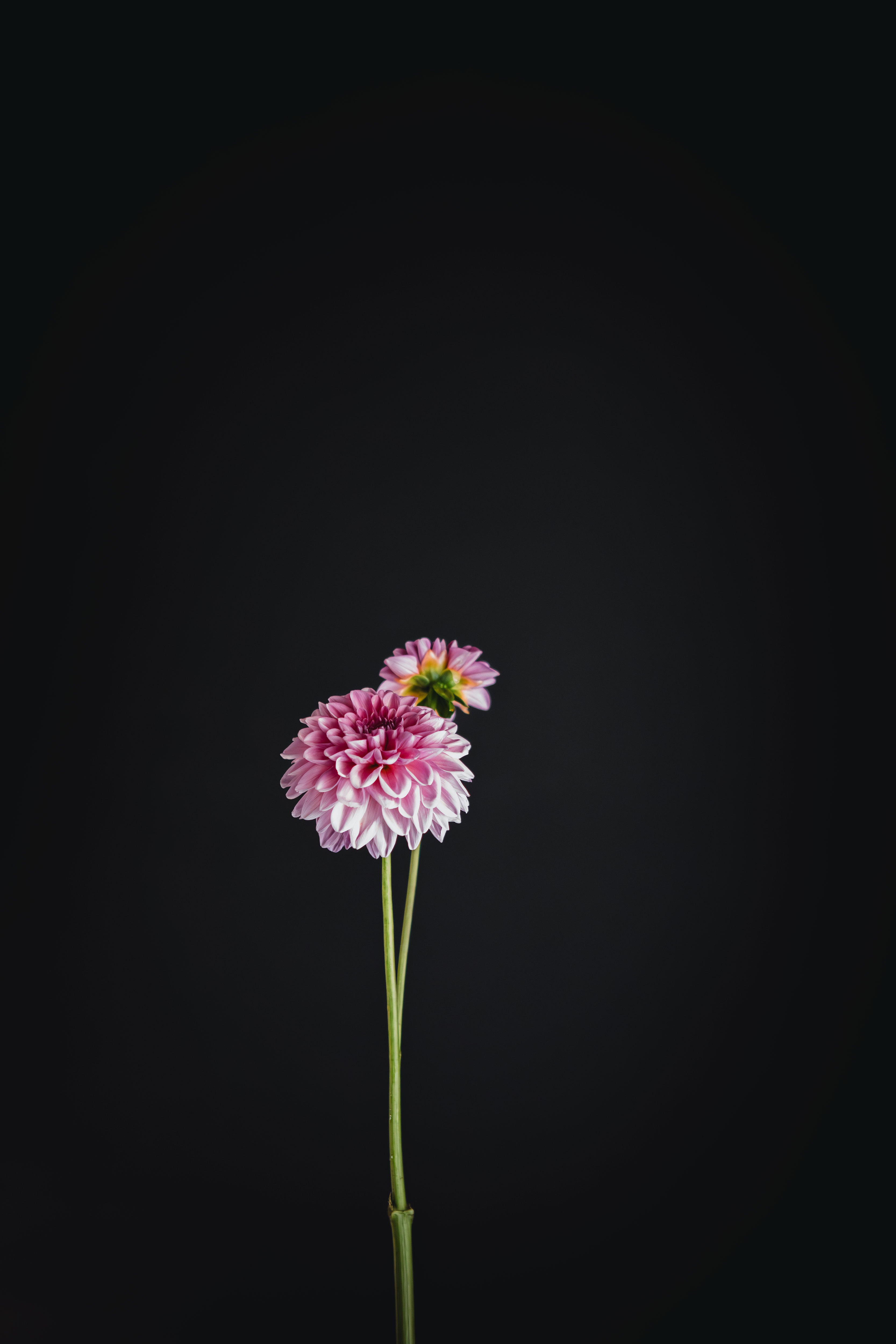 Pink Show | Dahlia Tuber