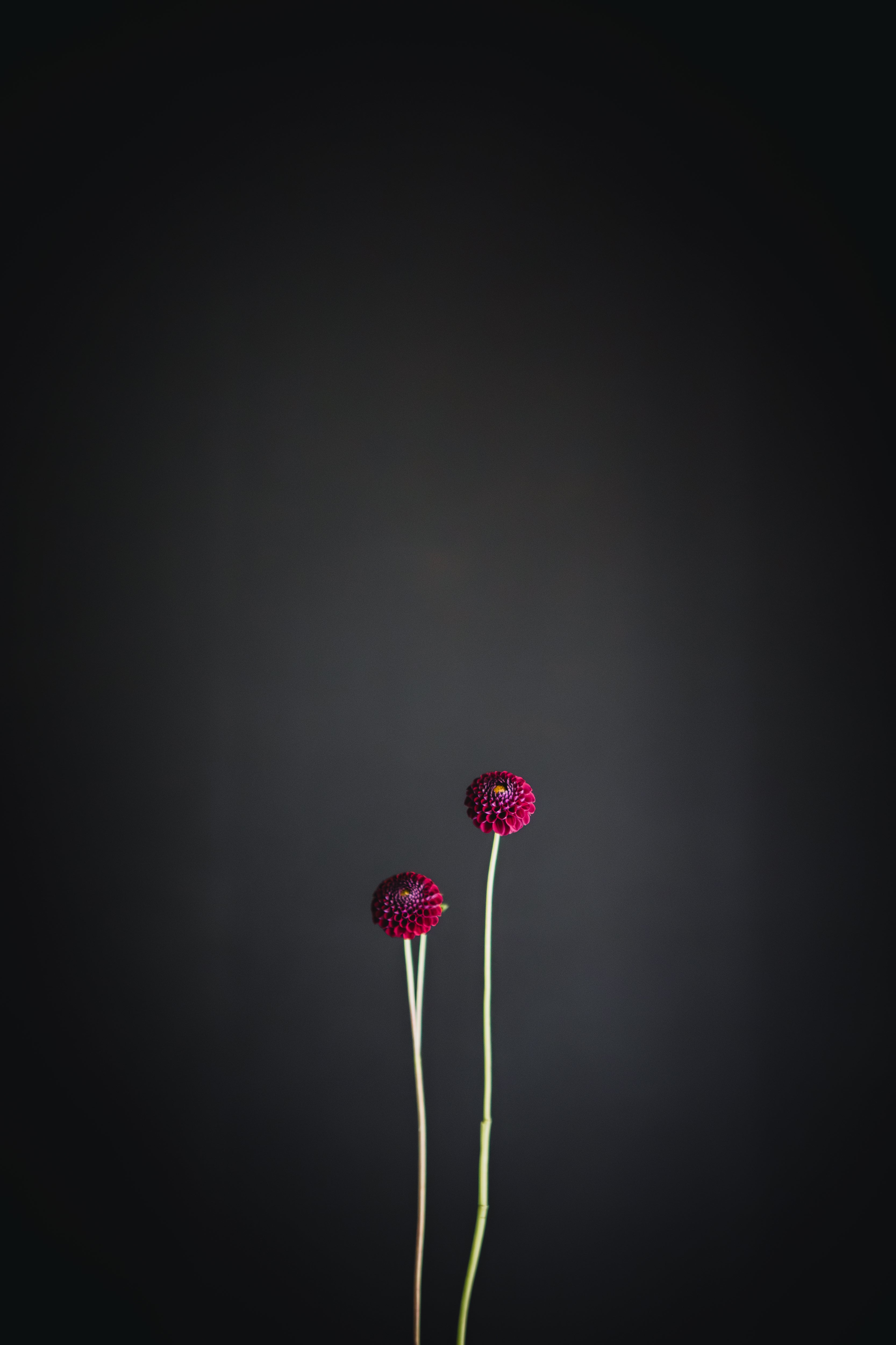 Pride of Place | Dahlia Tuber