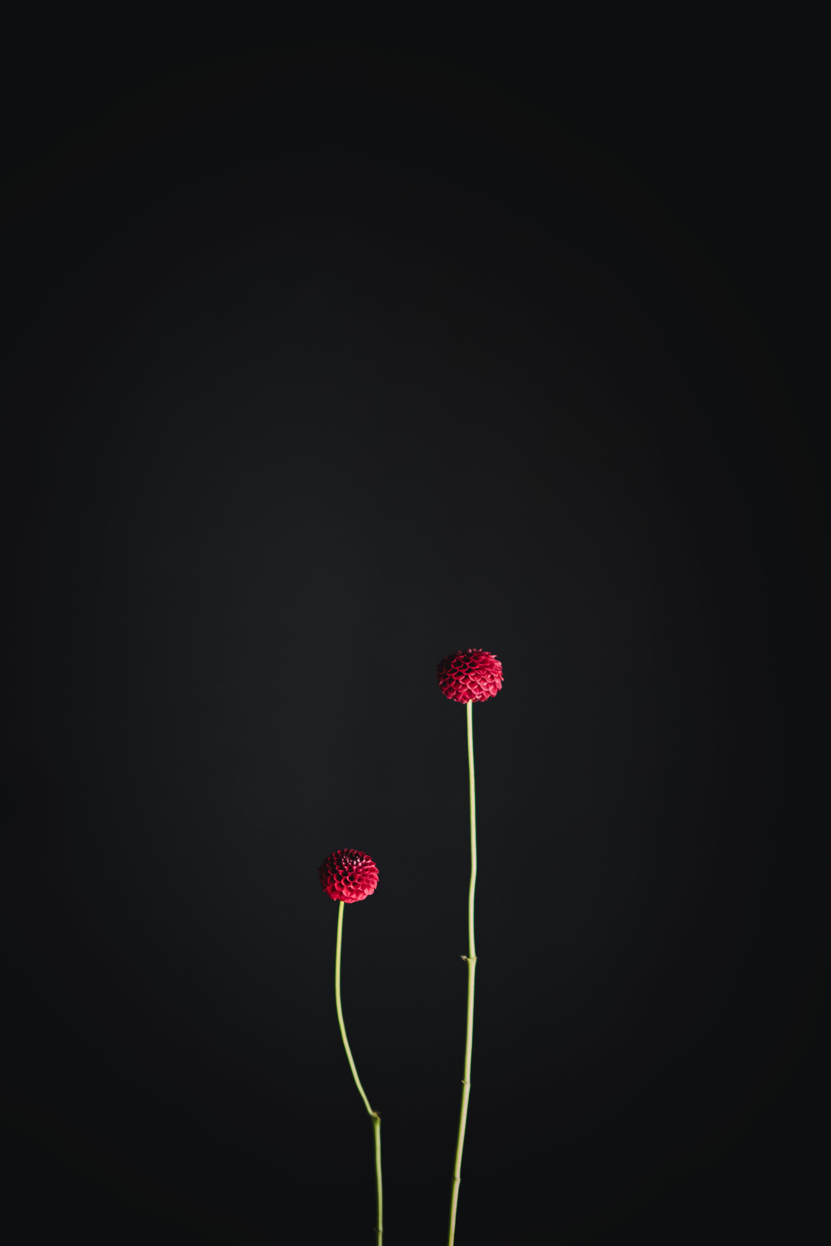 Red Willow | Dahlia Tuber