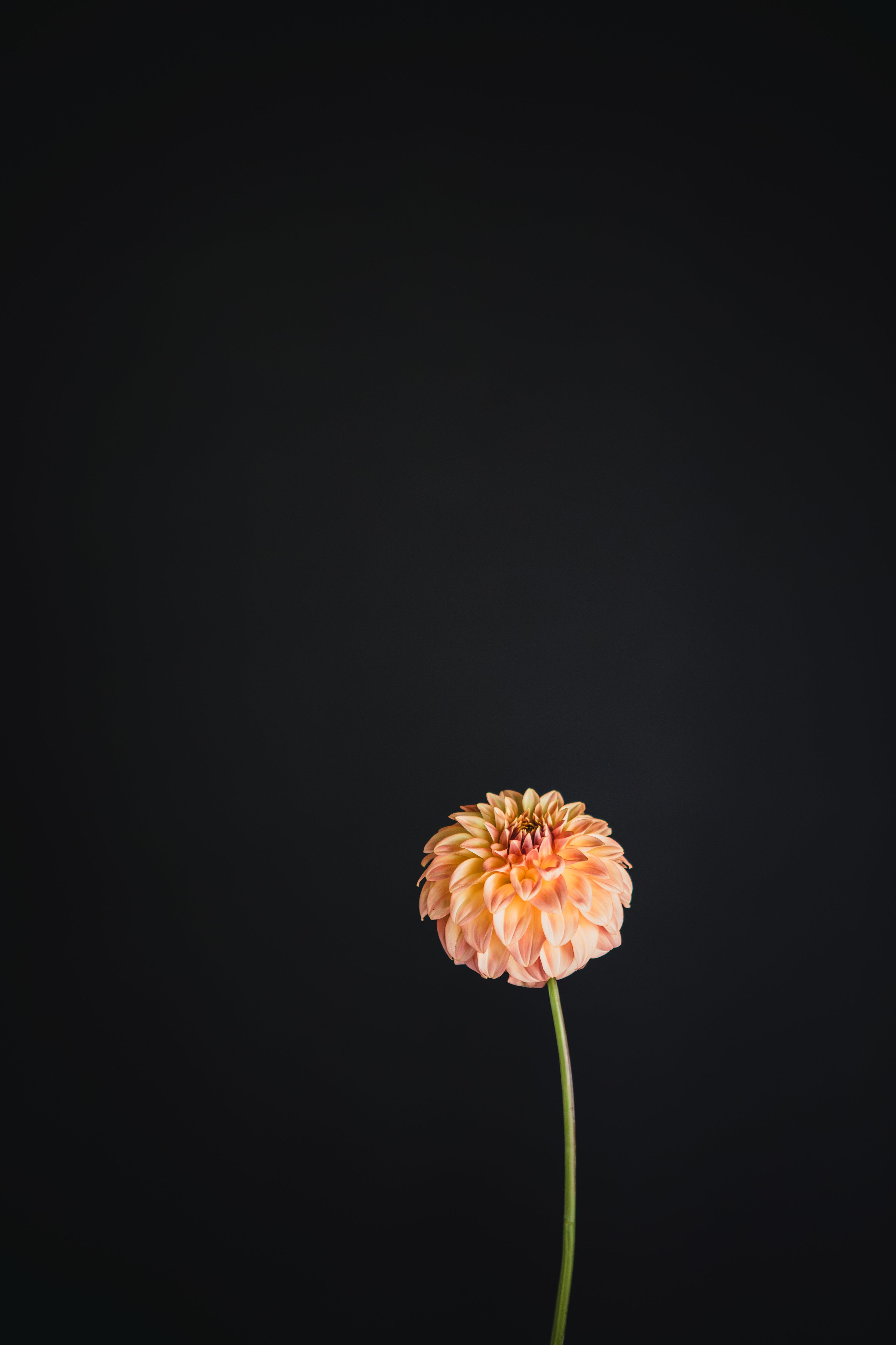 Reimore Tutti Frutti | Dahlia Tuber